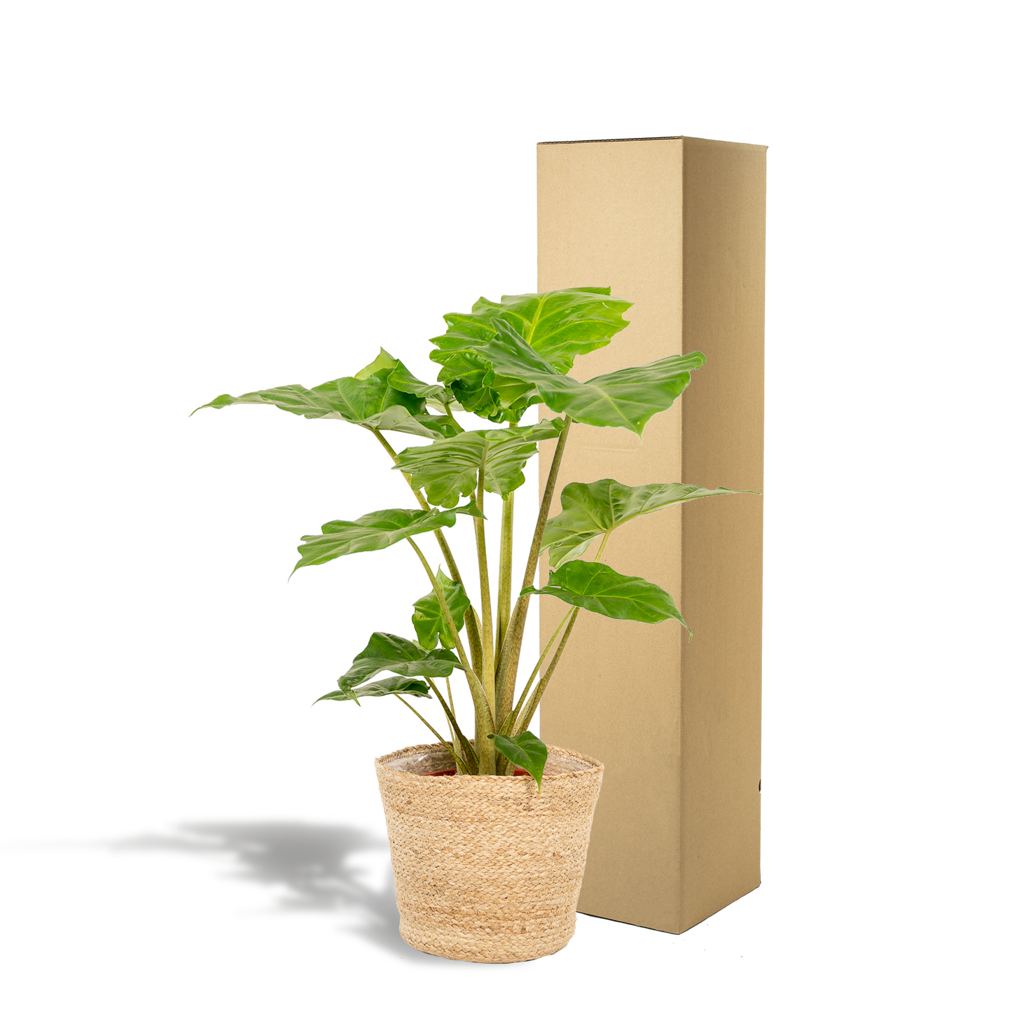 Alocasia Portodora - Ø21cm - ↕80cm + Korb Selin