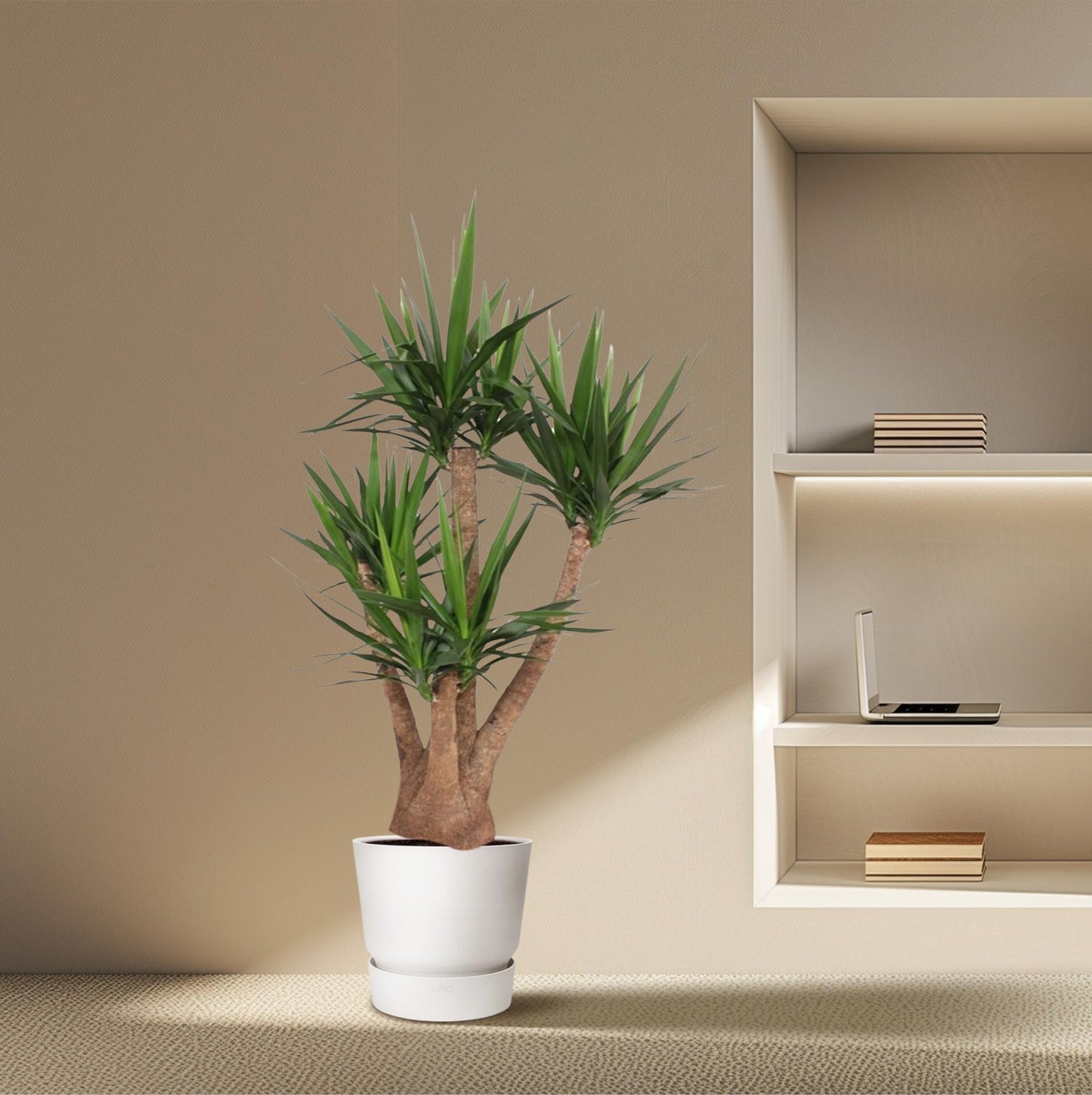 Elefantenfuß vertakt – 170 cm Yucca Elephantipes