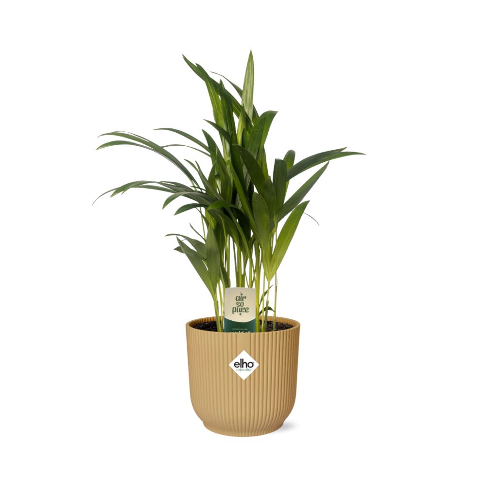 Dypsis Lutescens (Areca) 12cm in ELHO Vibes Fold 14cm geel
