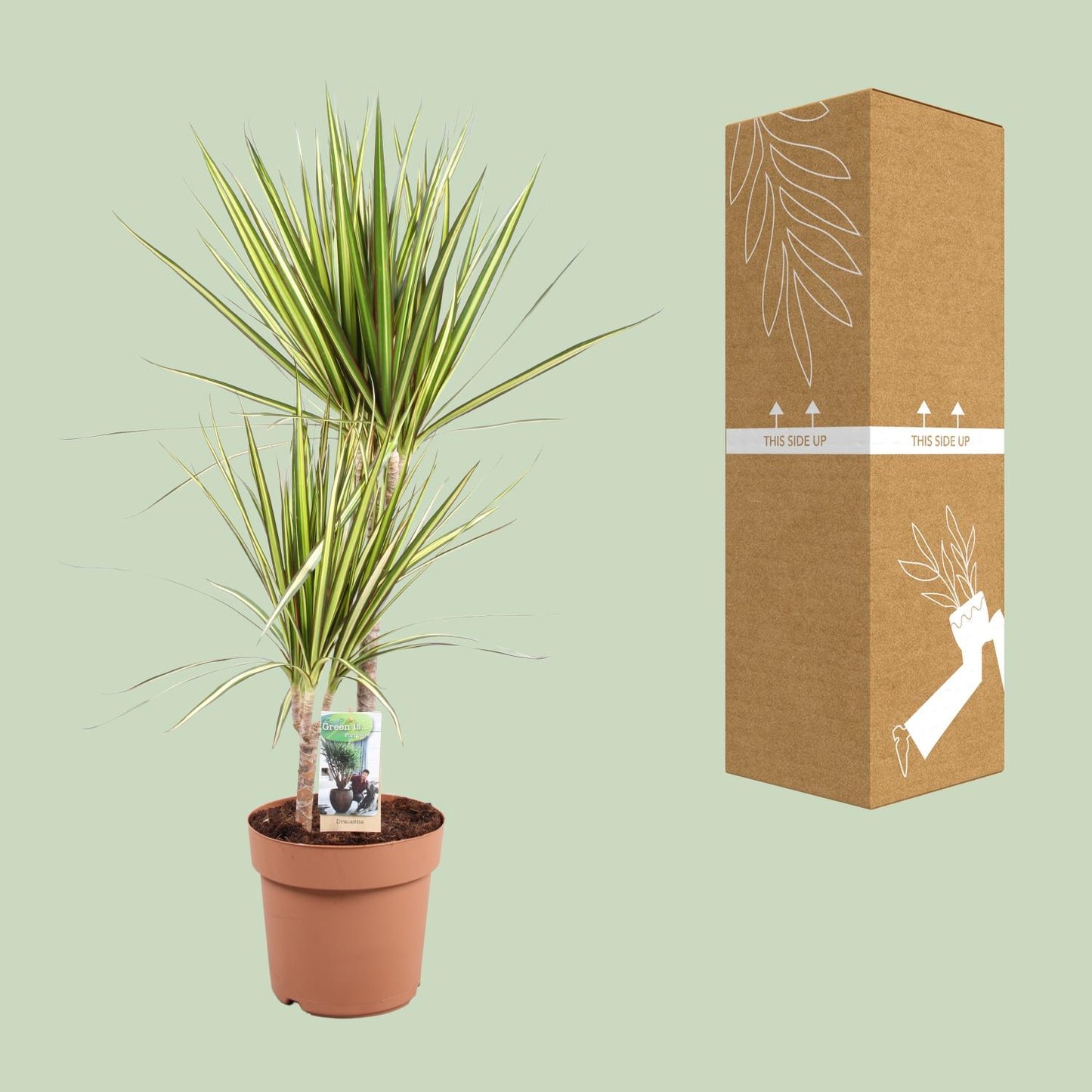 Dracaena Marginata Sunray - Ø21cm - ↕80cm