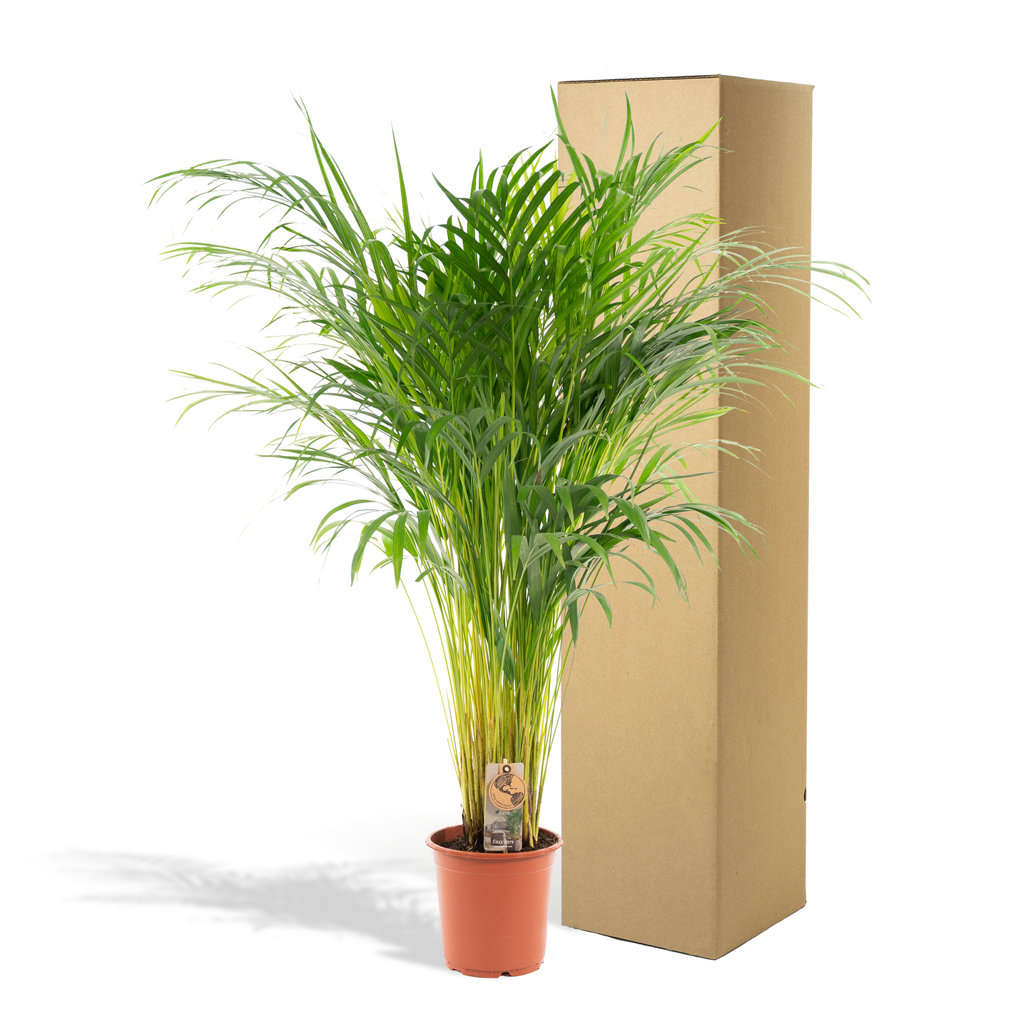 Goldfruchtpalme 110 cm – Tropisch & Pflegeleicht