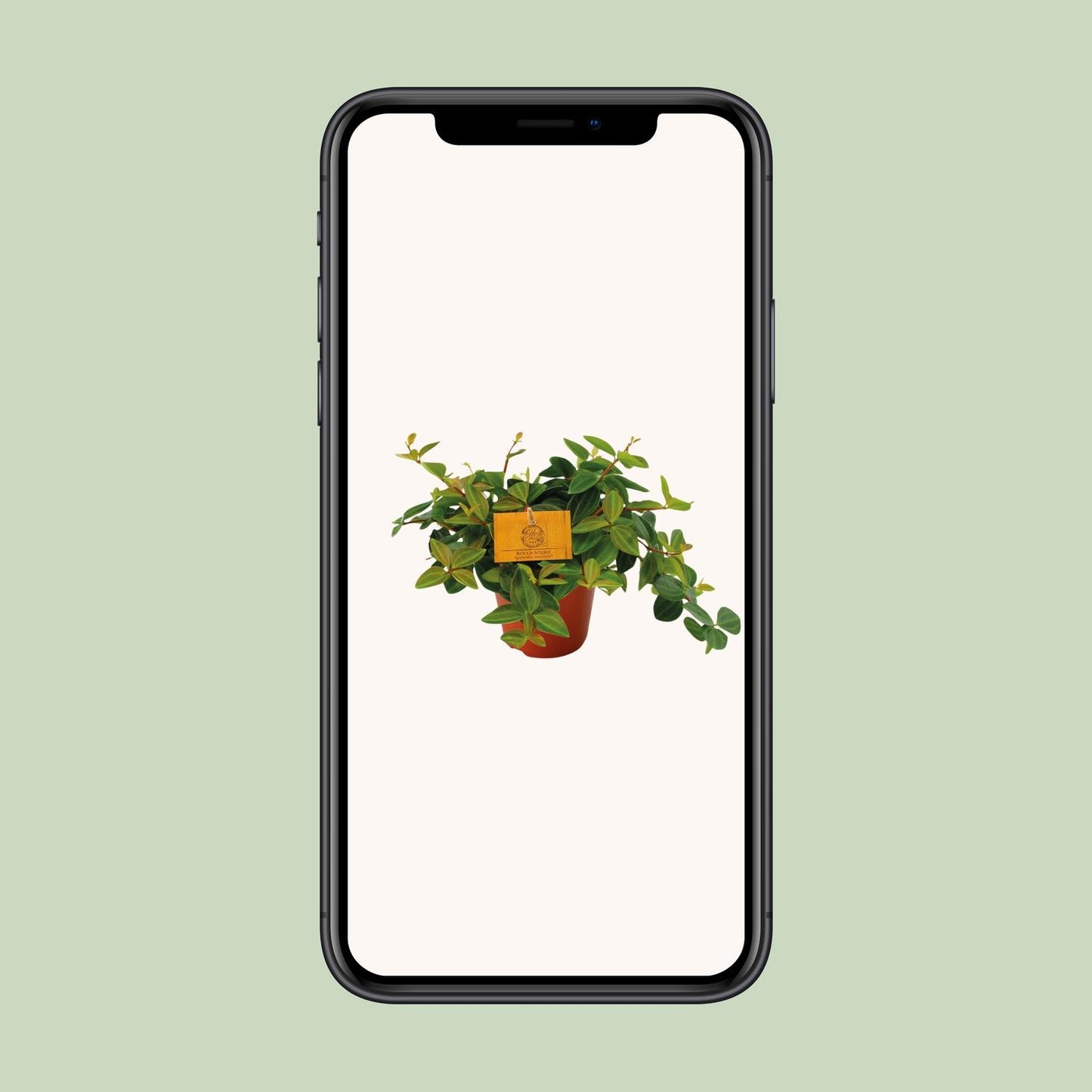 Peperomia Ang. Roc. Scuro - Ø12cm - ↕20cm