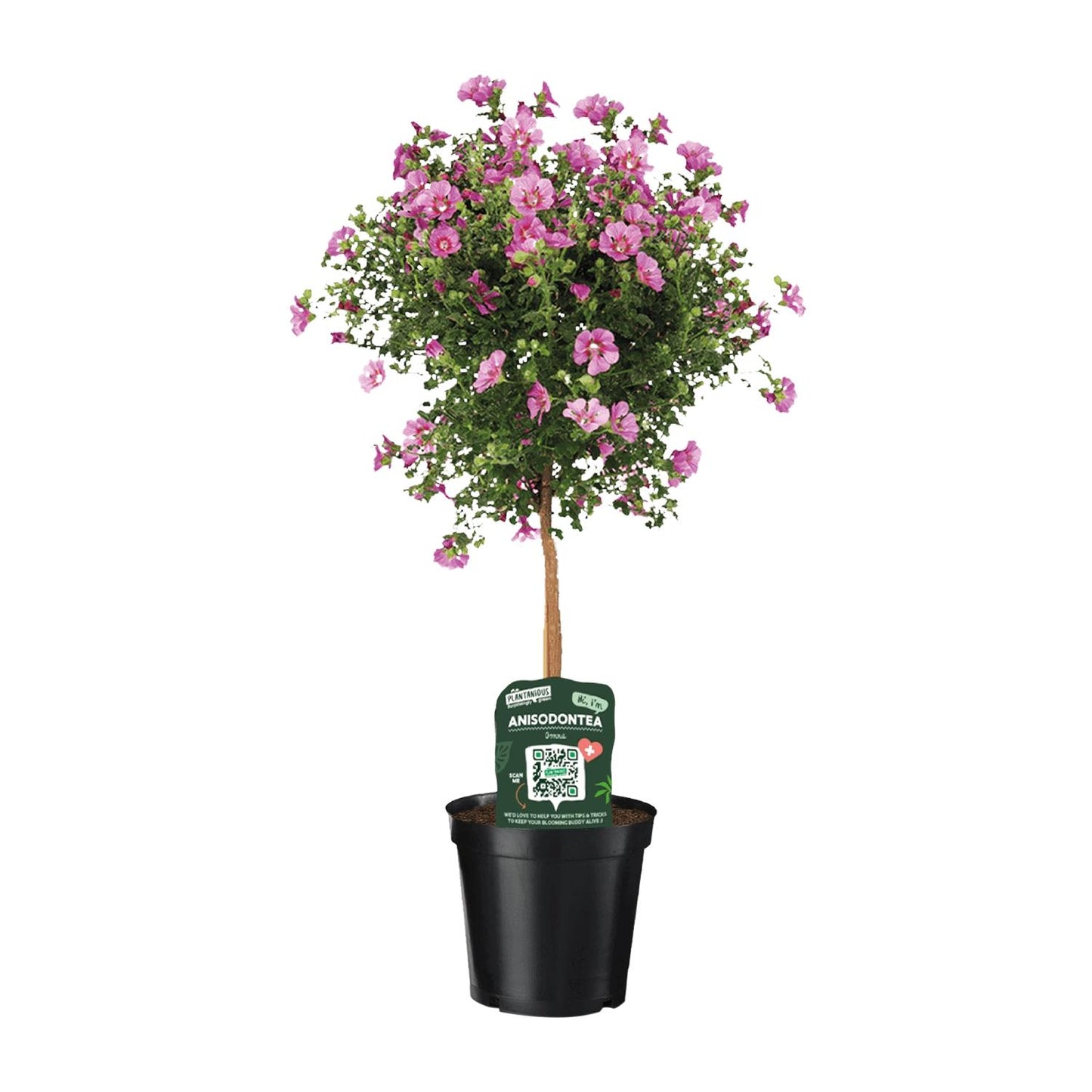 Anisodontea Elegans - Ø19cm - ↕75cm