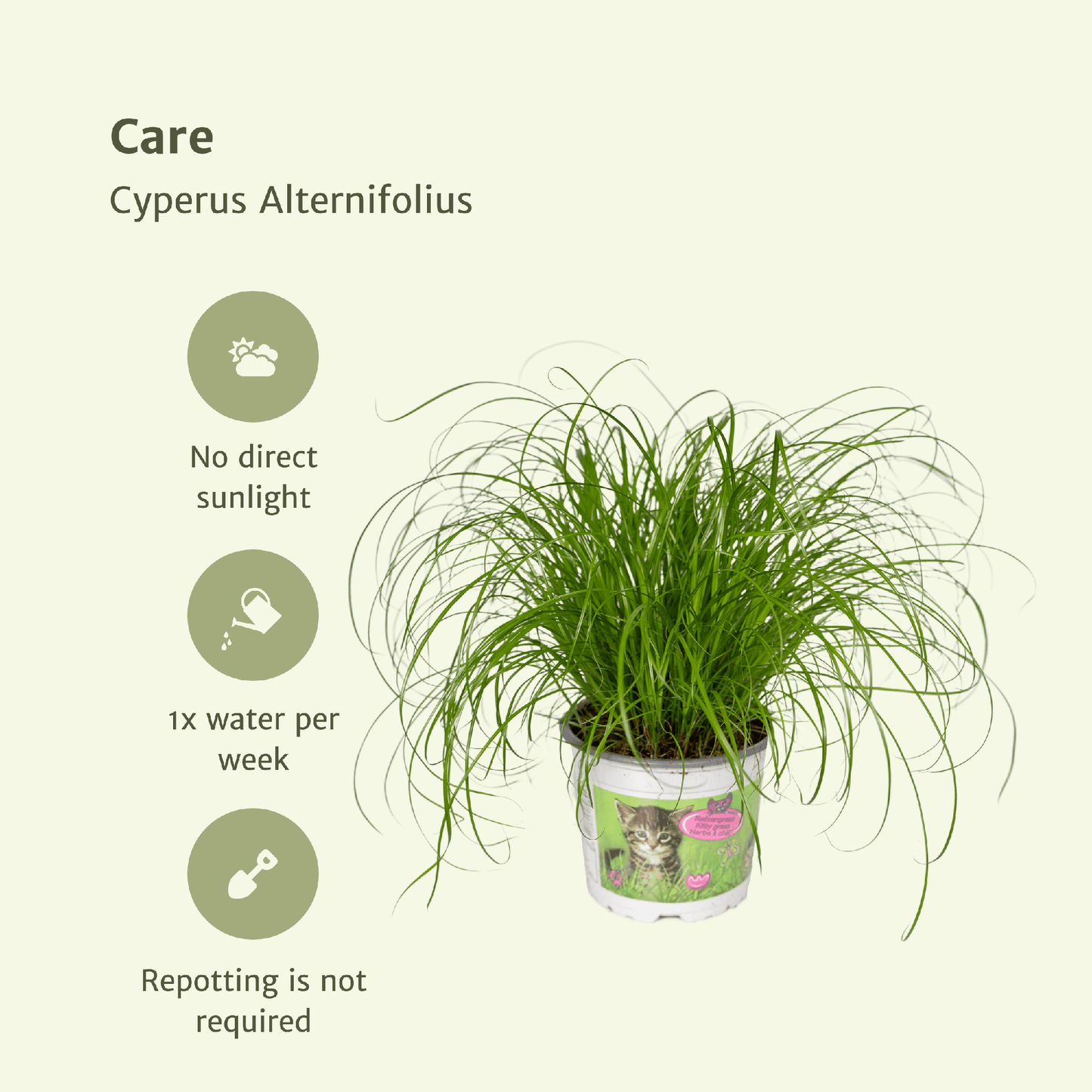 Cyperus Alternifolius (Katzengras) - 4 Stücke - Ø12cm - ↕20cm