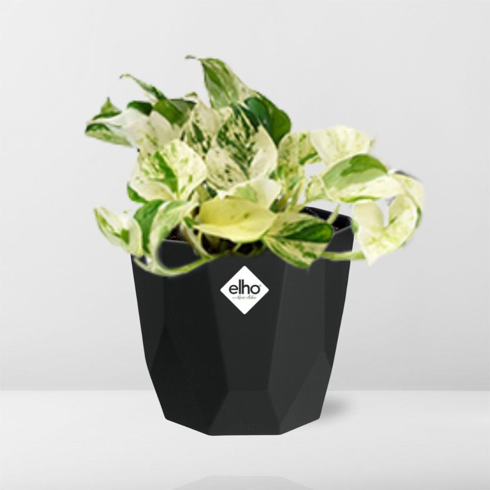 Epipremnum Pinnatum Happy Leaf in 14cm b.for rock living black