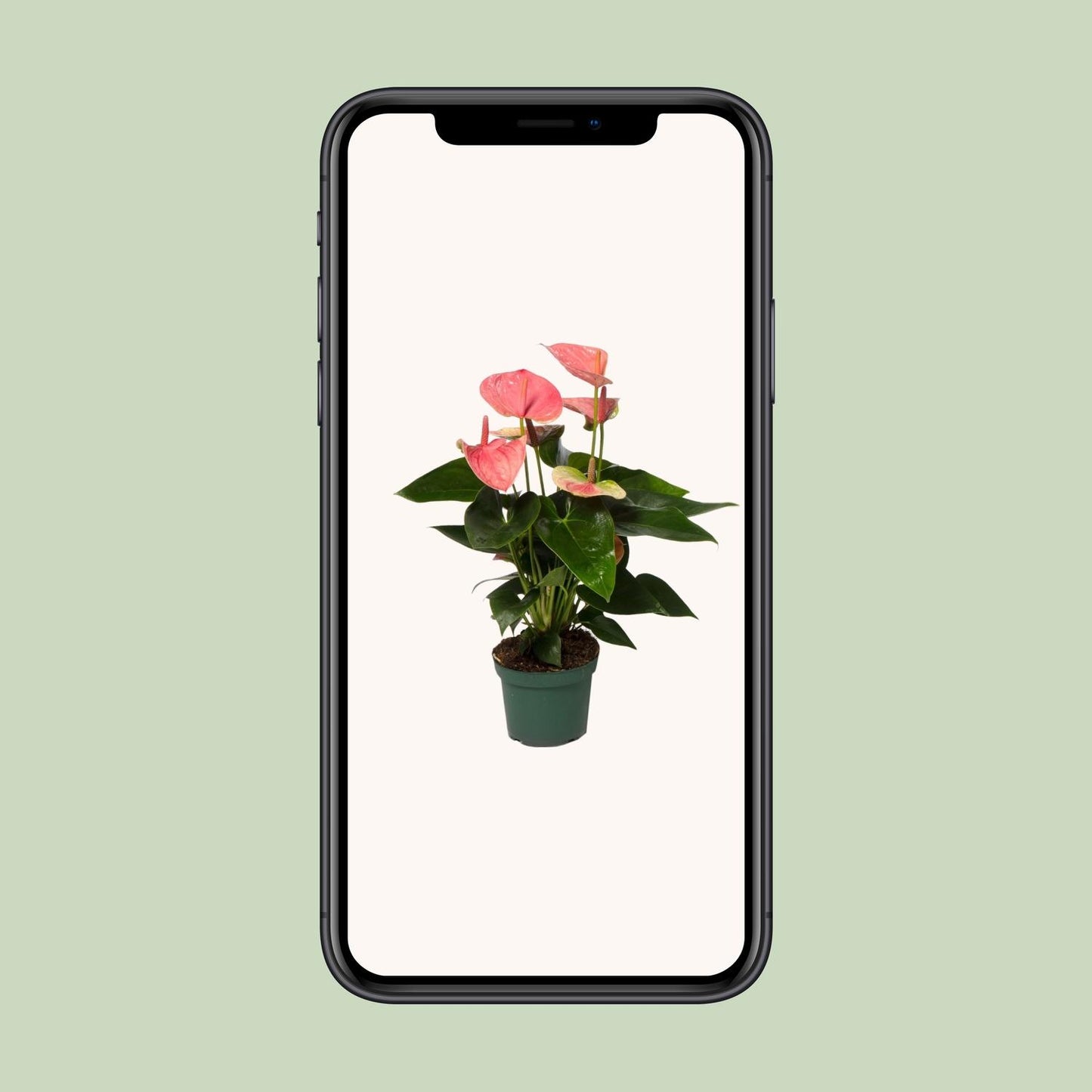Anthurium Sweet Dream - Ø12cm - ↕35cm
