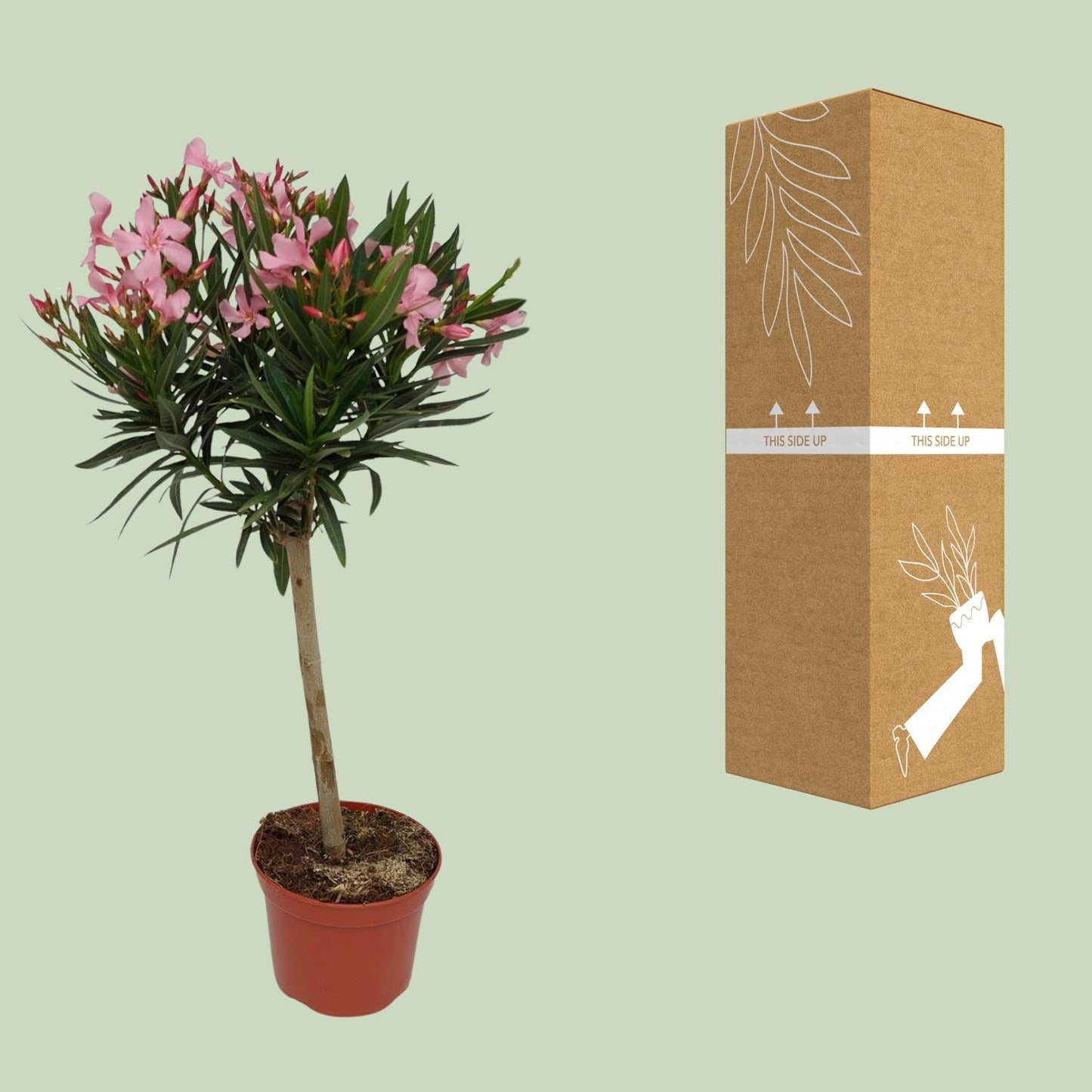 Nerium Oleander - Ø18cm - ↕80cm