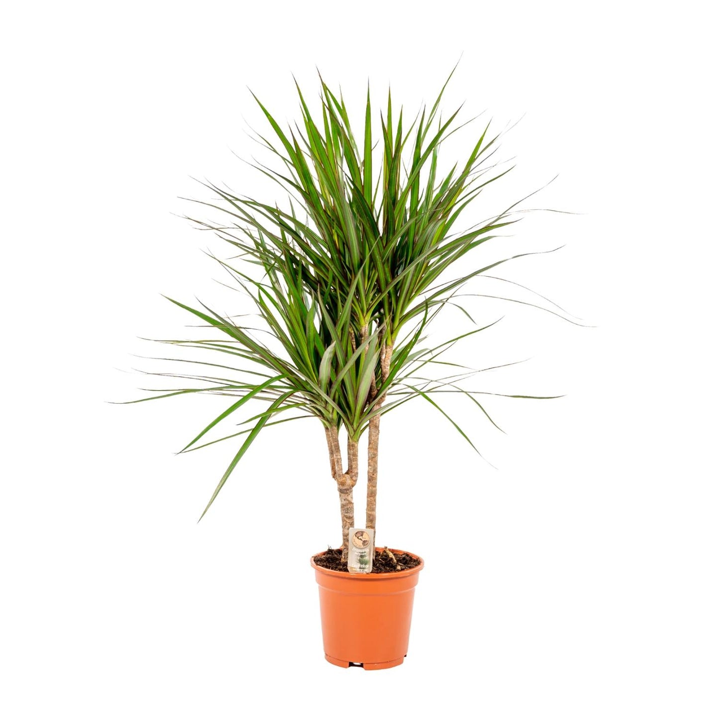 Drachenbaum Marginata 90 cm – Stilvolle & Pflegeleichte Zimmerpflanze