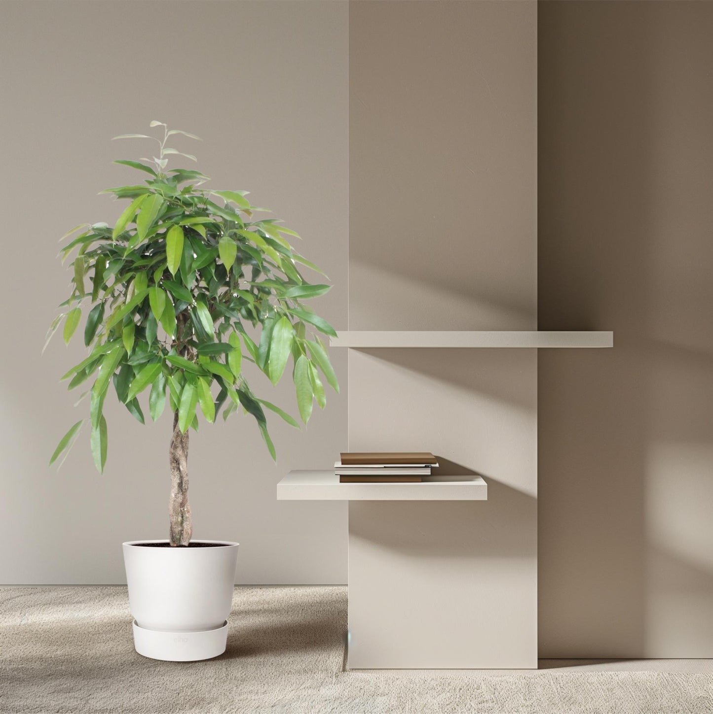 Bogenhanf 'Amstel King' – 140 cm Geflochtene Zimmerpflanze