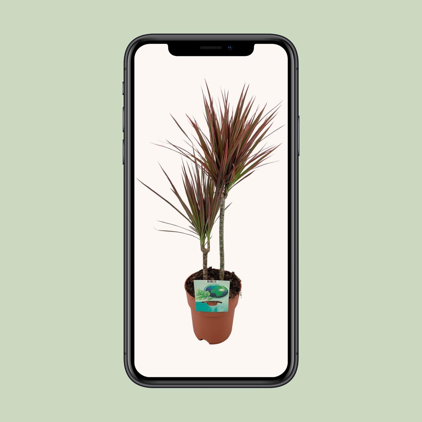 Dracaena Marginata Bicolor - Ø19cm - ↕70cm