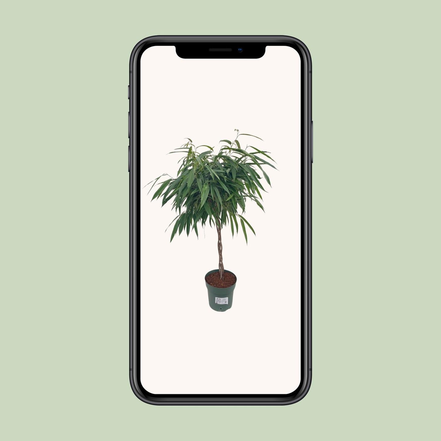 Ficus Mahori / Alii Gevlochten - Ø27cm - ↕110cm