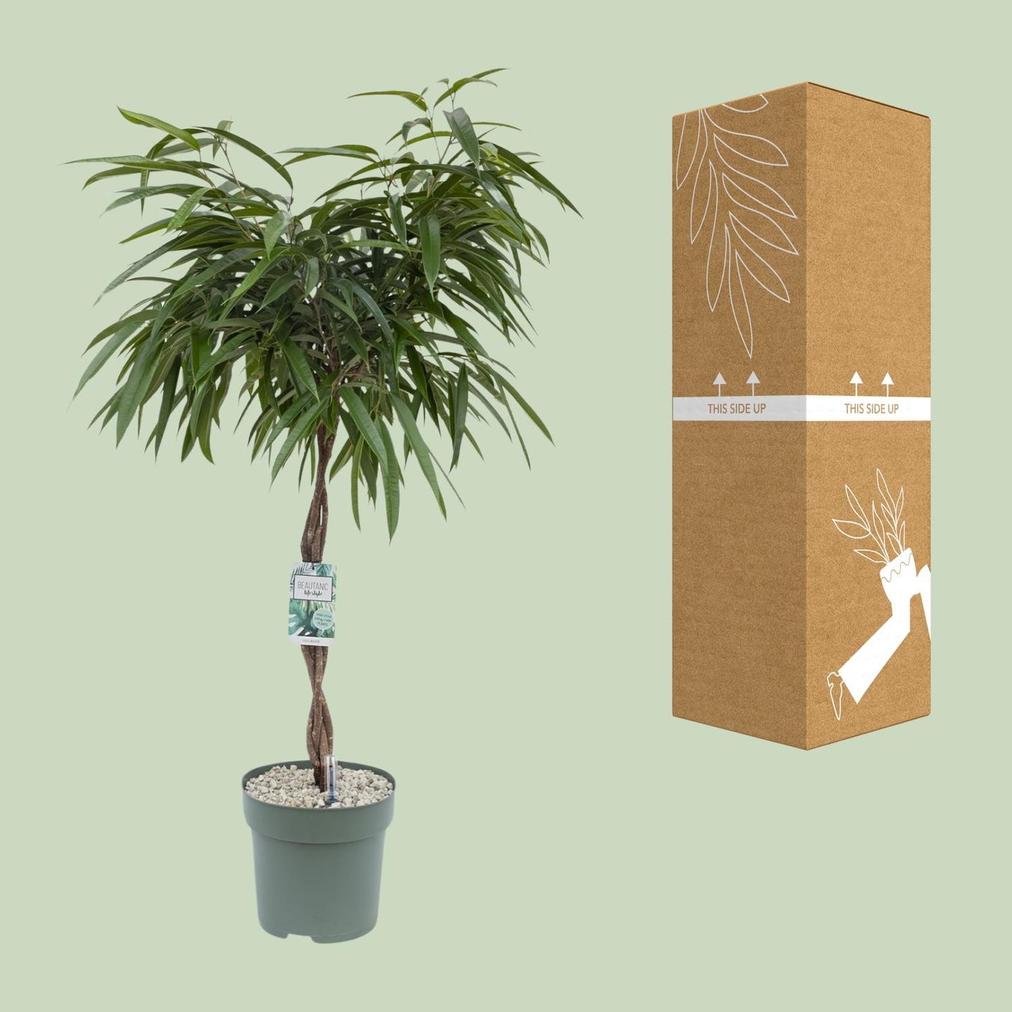 Ficus Mahori - Ø27cm - ↕120cm