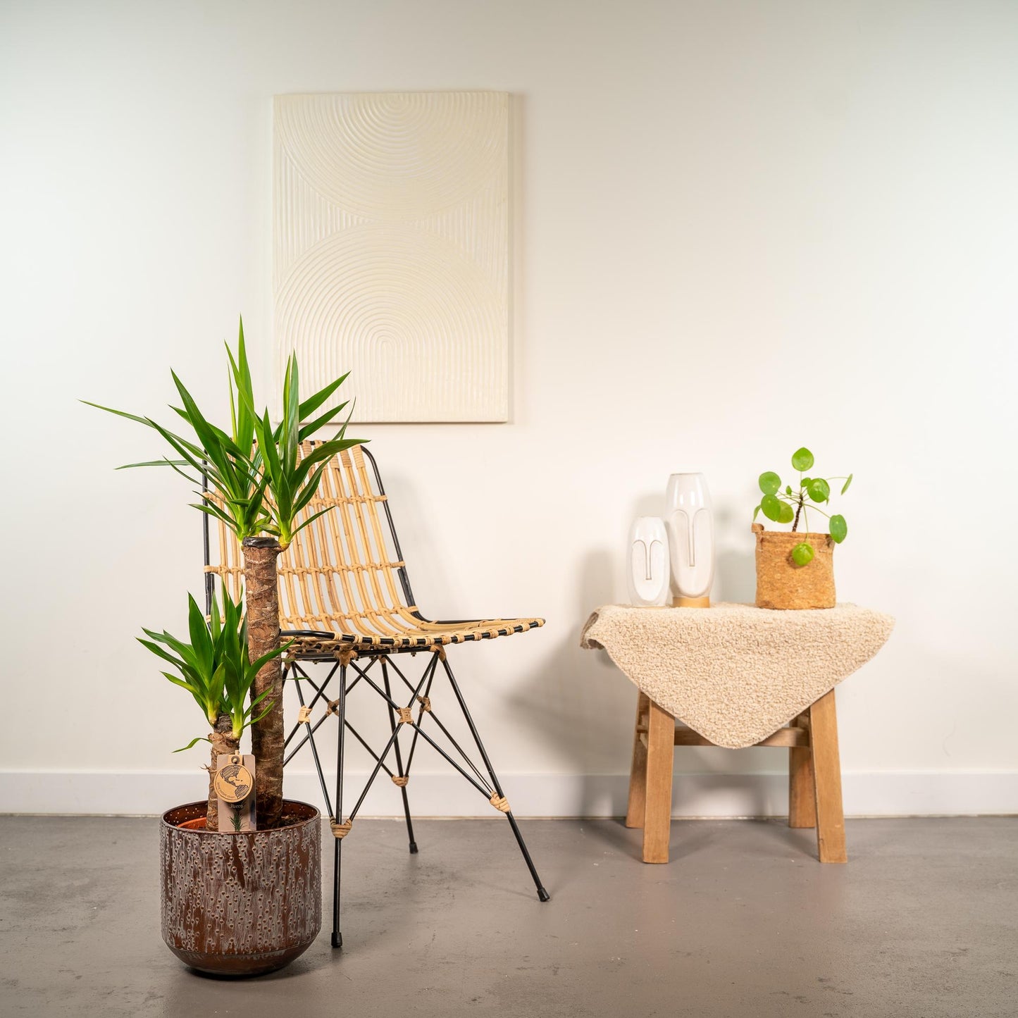 Yucca Palme 100 cm – Pflegeleichte tropische Zimmerpflanze