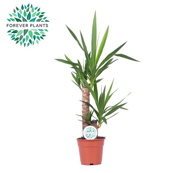 Yucca - Ø17cm - ↕85cm