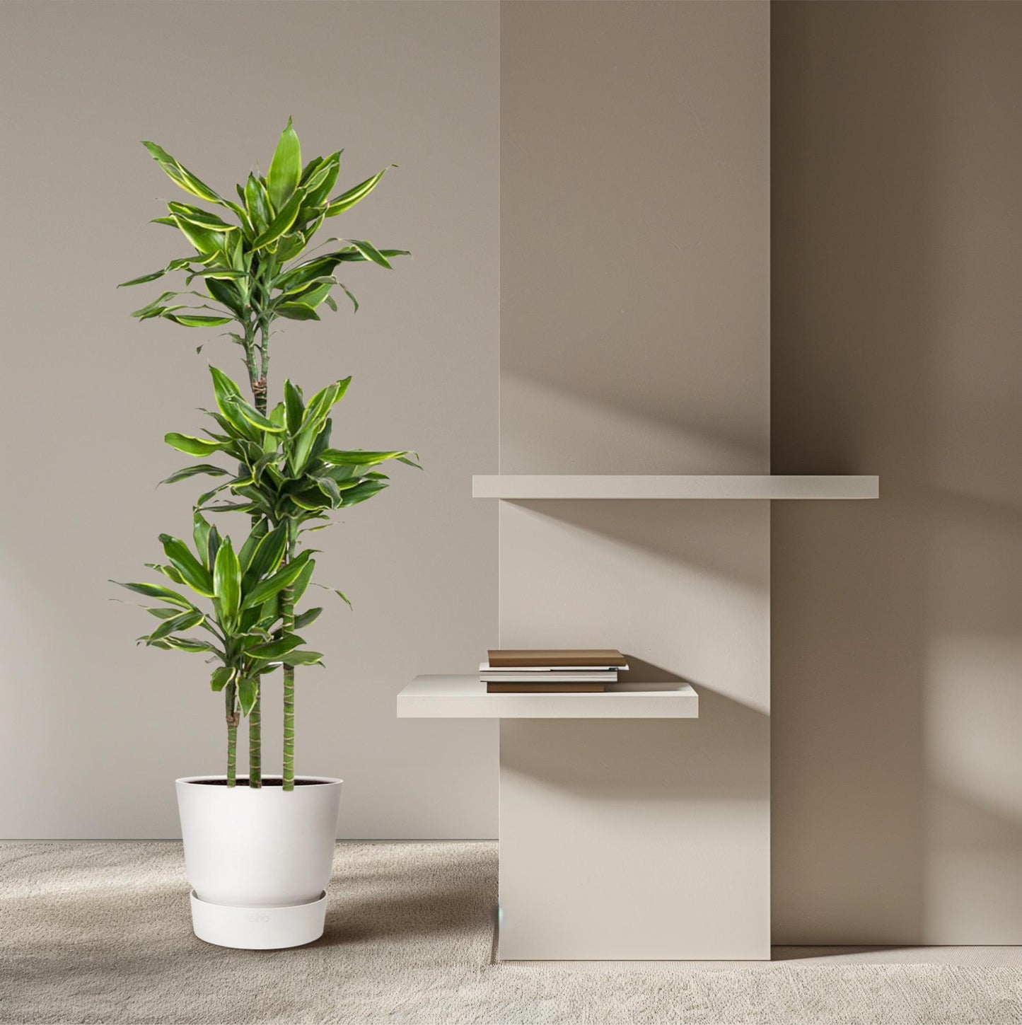 Drachenbaum Golden Coast – 160 cm pflegeleichte Zimmerpflanze