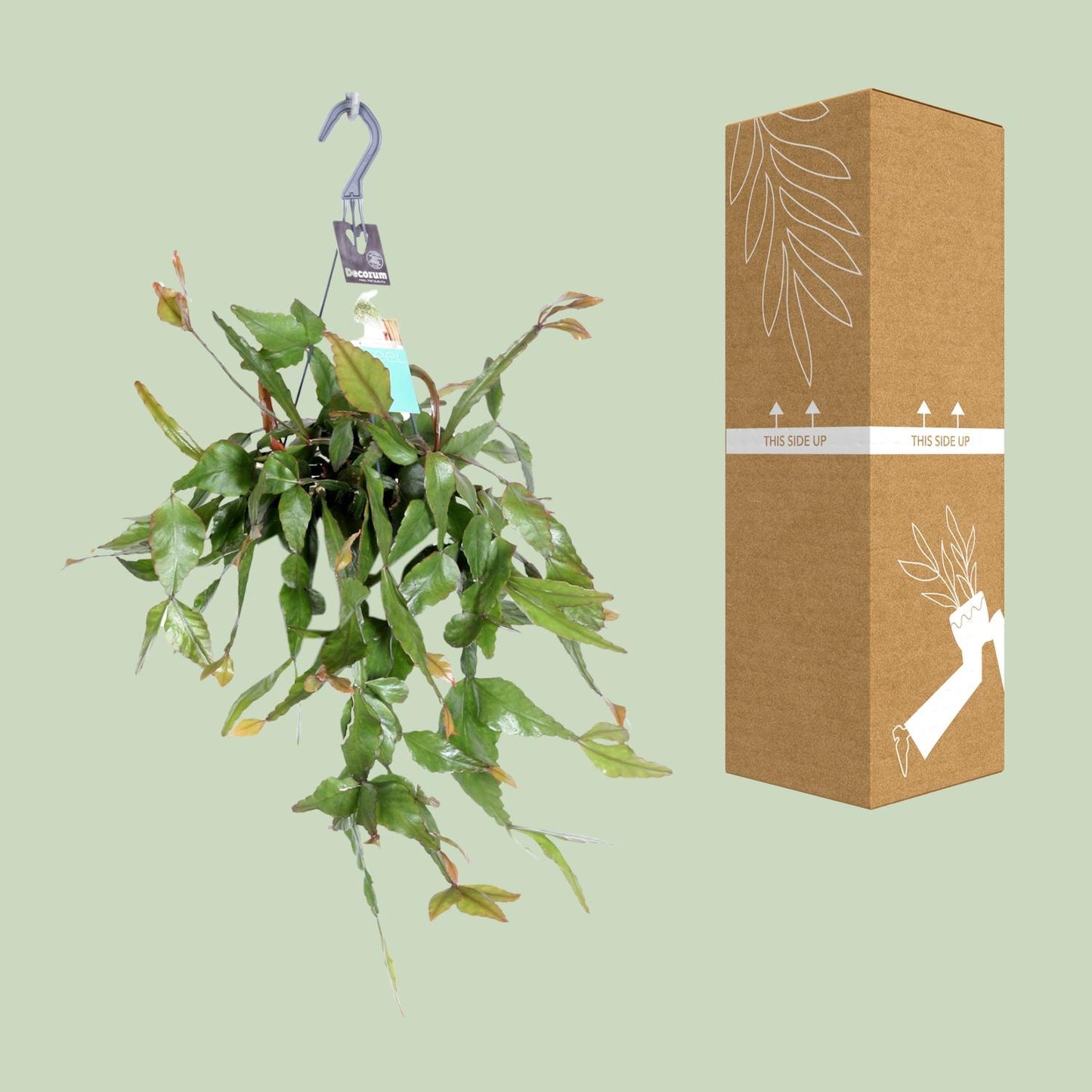 Rhipsalis Elliptica - Ø17cm - ↕35cm