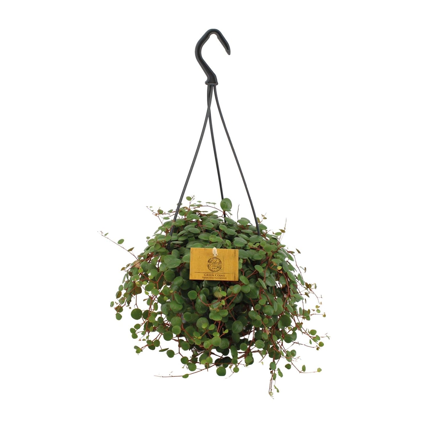 Peperomia Pepperspot - Ø15cm - ↕25cm