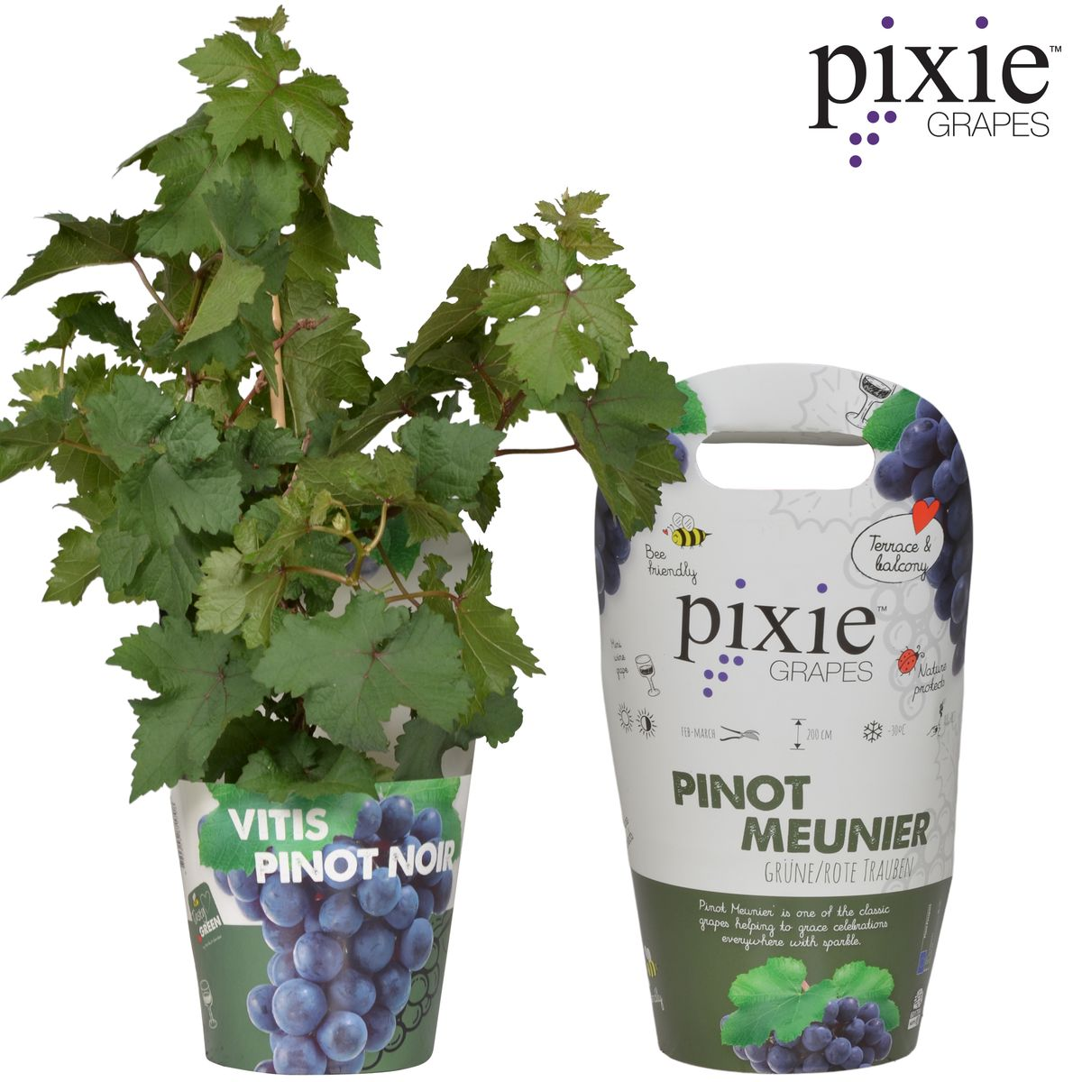 Vitis Pixie Pinot Noir - Ø21cm - ↕70cm - Ø14 - ↨30cm