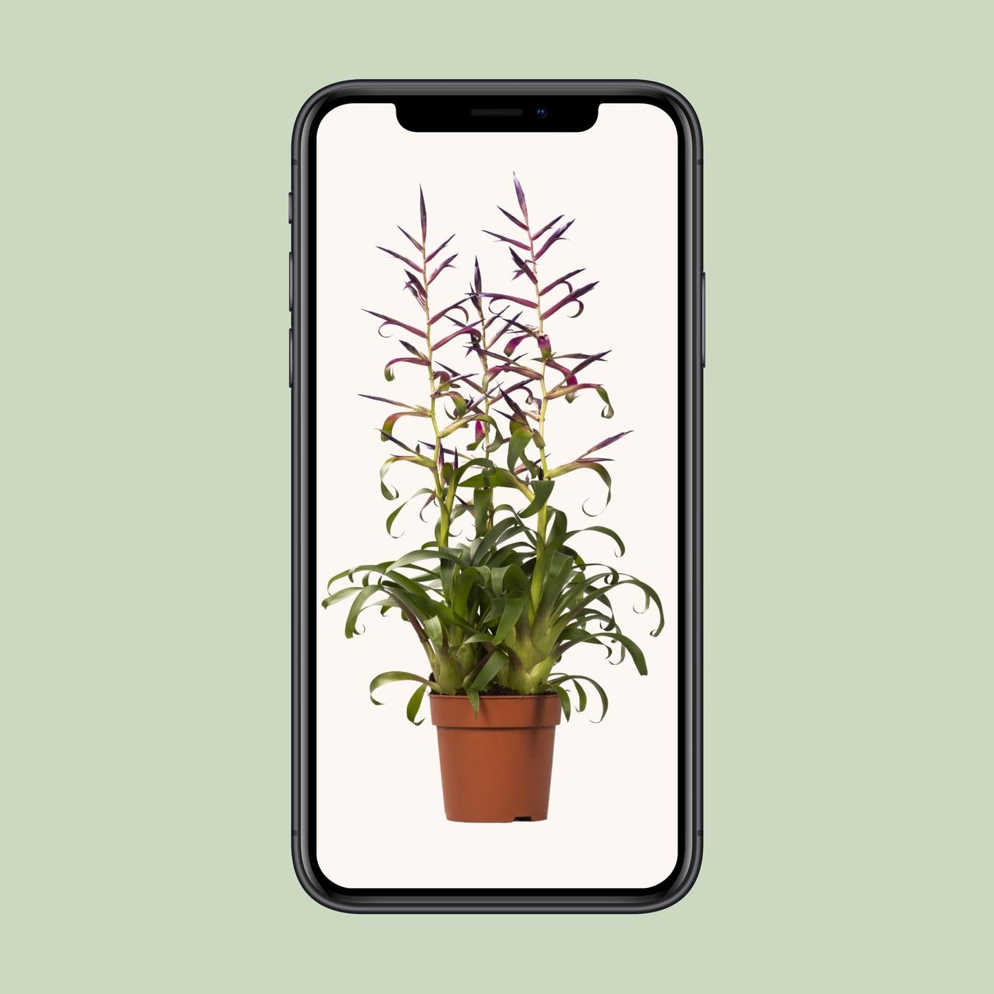 Tillandsia Mora - Ø12cm - ↕55cm