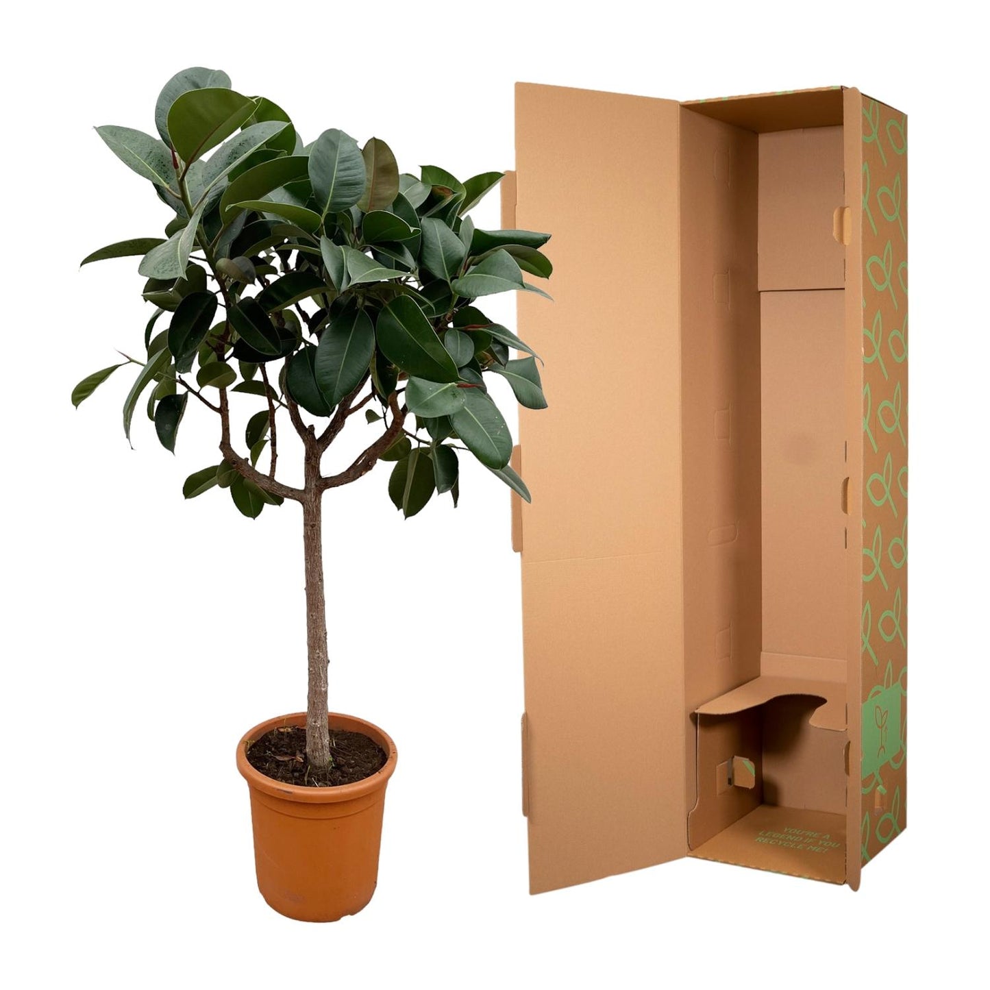 Gummibaum 'Robusta' – Pflegeleichte Zimmerpflanze 190 cm