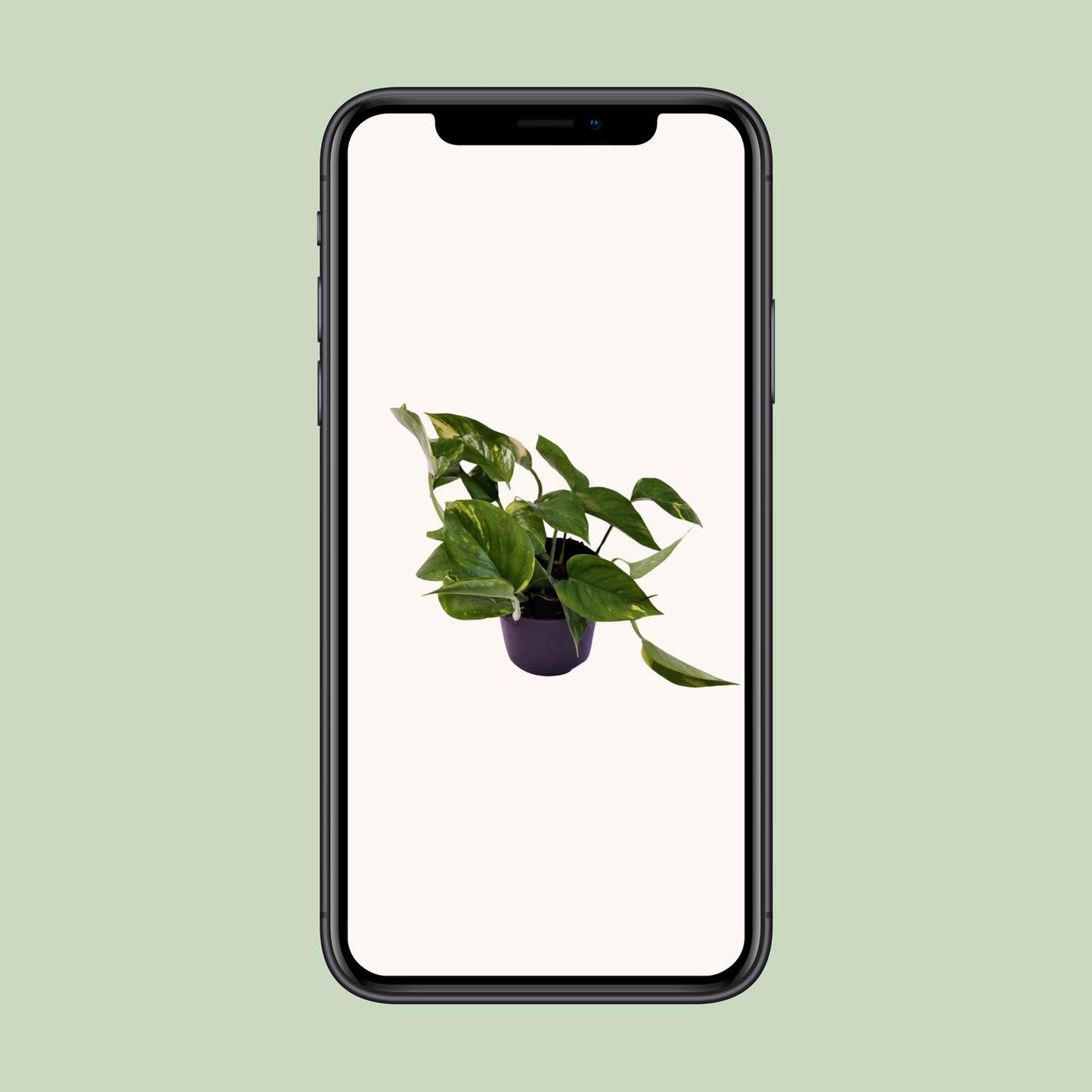 Scindapsus (Epipremnum) Aureum - Ø12cm - ↕25cm