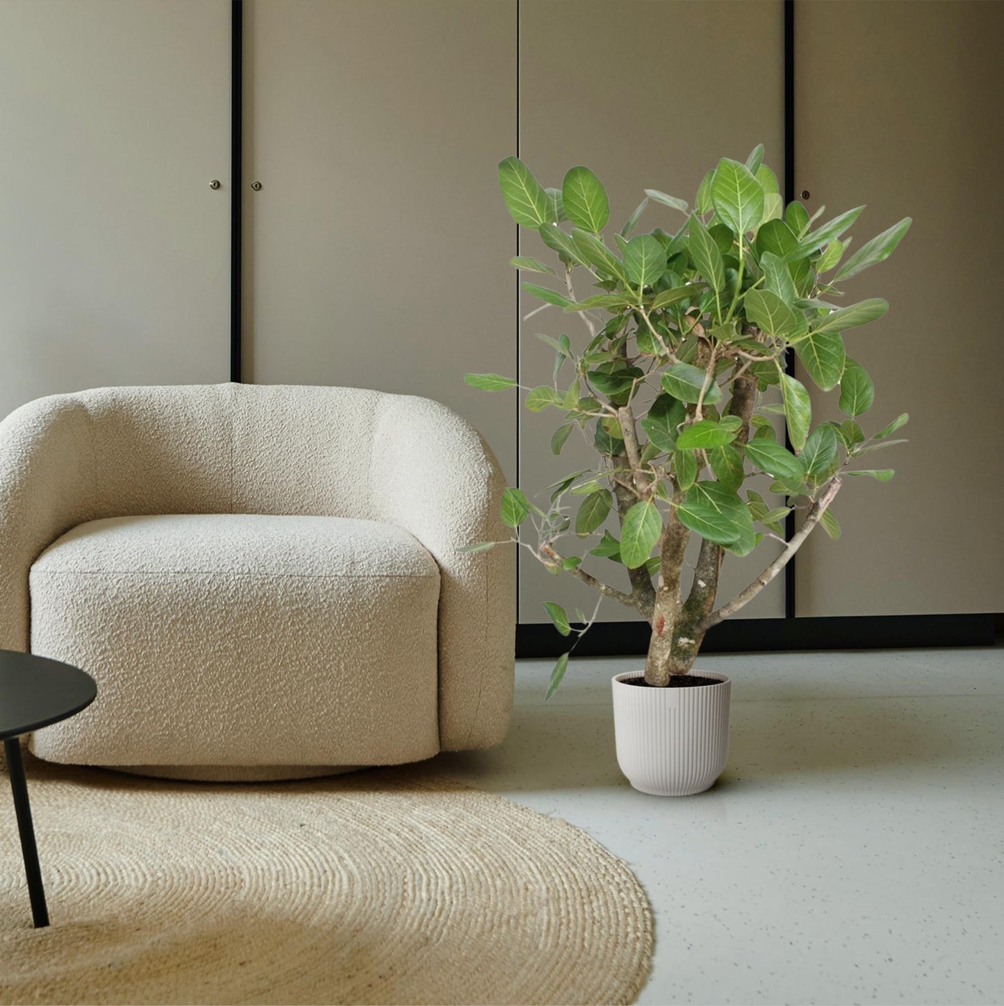 Bengalische Feige 140 cm – Tropische Zimmerpflanze