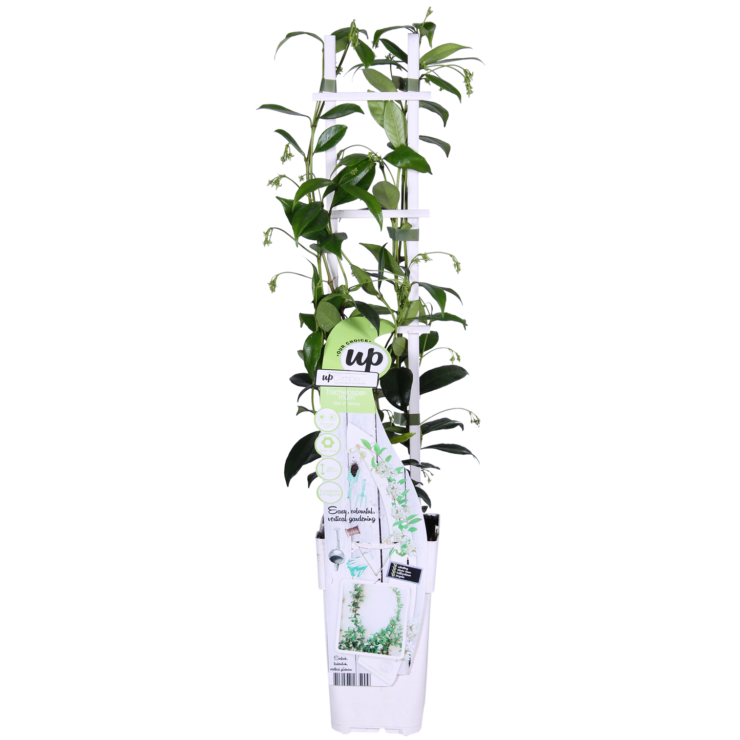 Trachelospermum 'Star of Venice' - Toskanischer Jasmin Weiß - Ø15cm - ↕65cm