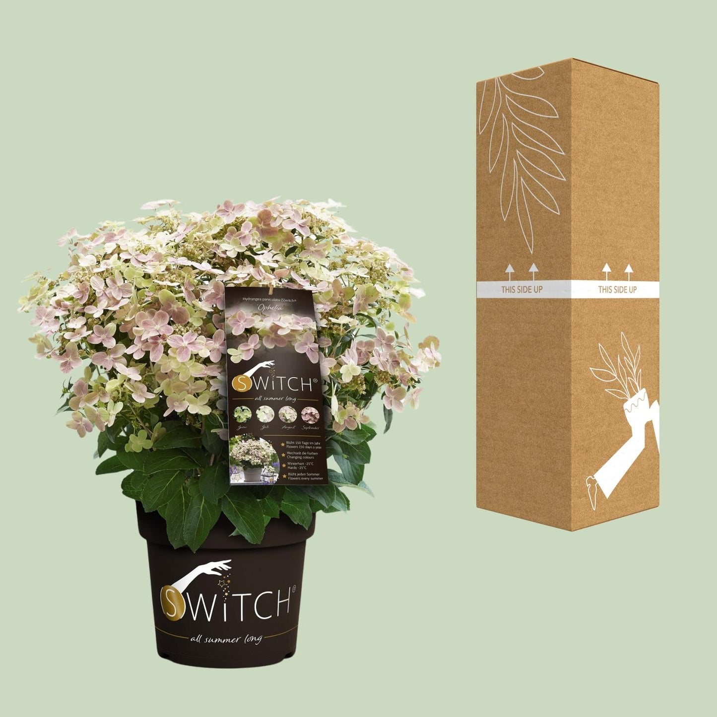 Hydrangea pan. '(S)witch Ophelia' - Ø19cm - ↕25cm