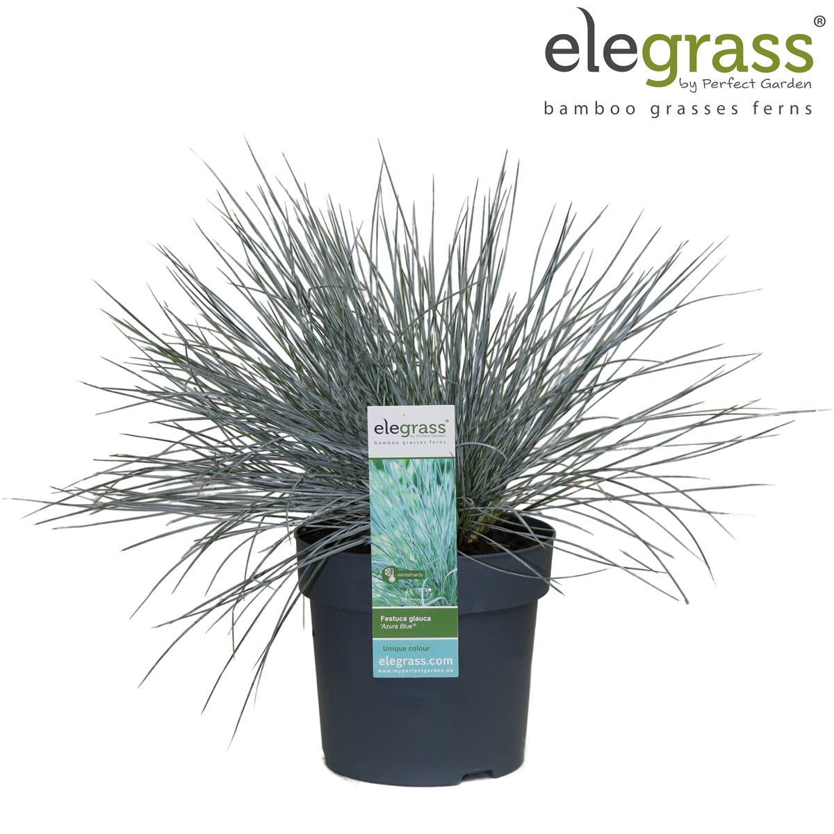 Festuca glauca Azura Blue - Ø14 - ↨30cm