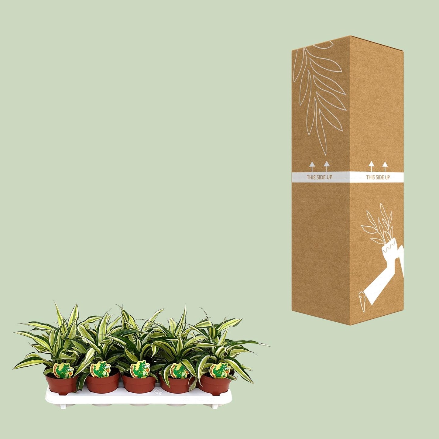 Dracaena Malaika - Ø12cm - ↕22cm