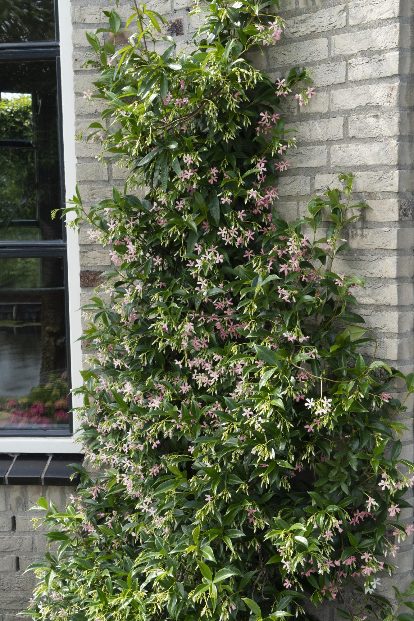 Trachelospermum 'Star of Ibiza' - Toskanischer Jasmin Rosa - Ø15cm - ↕65cm