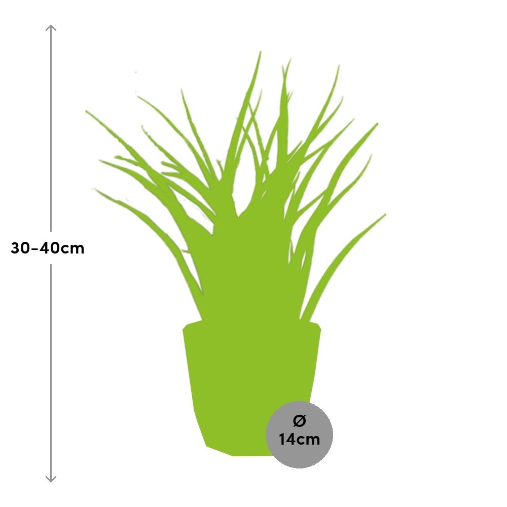 Sansevieria Fernwood Punk in ELHO b.for rock 14 cm warm grey