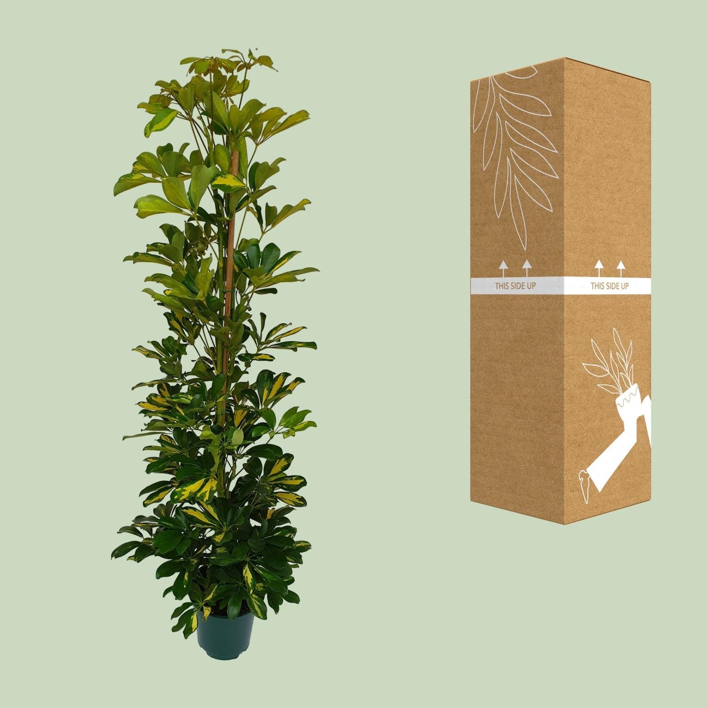 Schefflera Arboricola Gerda - Ø20cm - ↕90cm