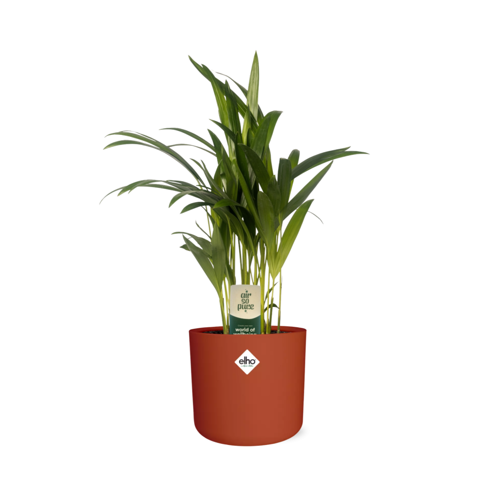 Dypsis Lutescens (Areca) 12cm (zonder Hoes) in ELHO b.for soft rond 14cm brique