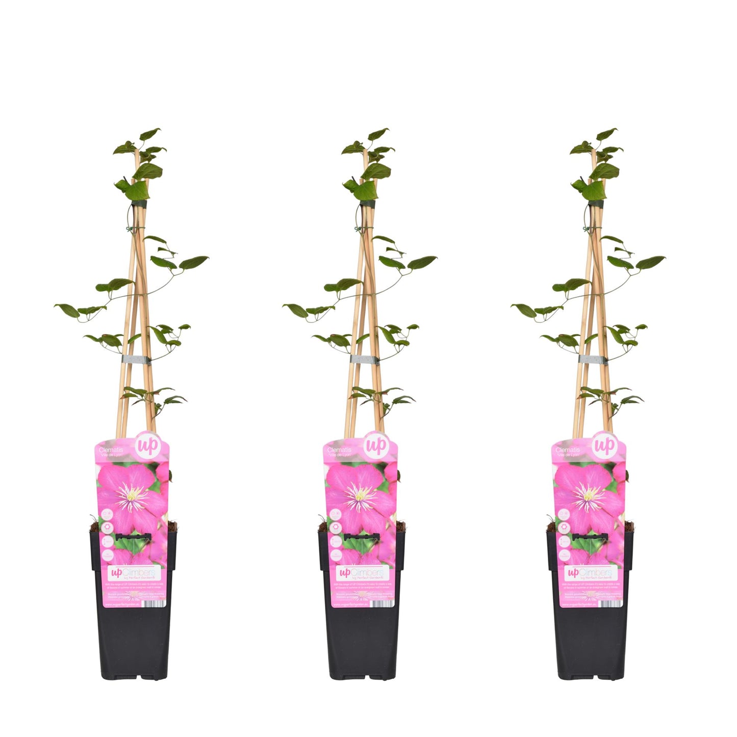 3x - Clematis Ville de Lyon - ↨65cm - Ø15