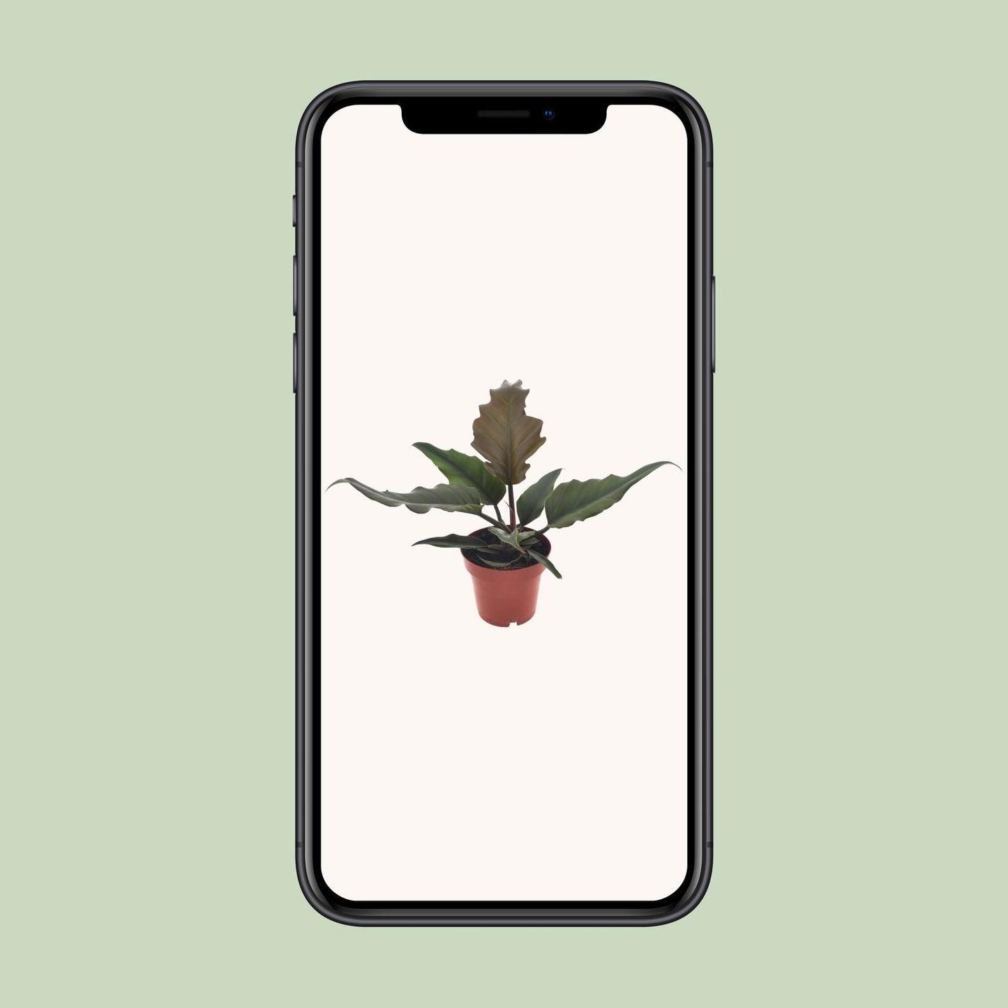 Philodendron Caramel - Ø12cm - ↕25cm