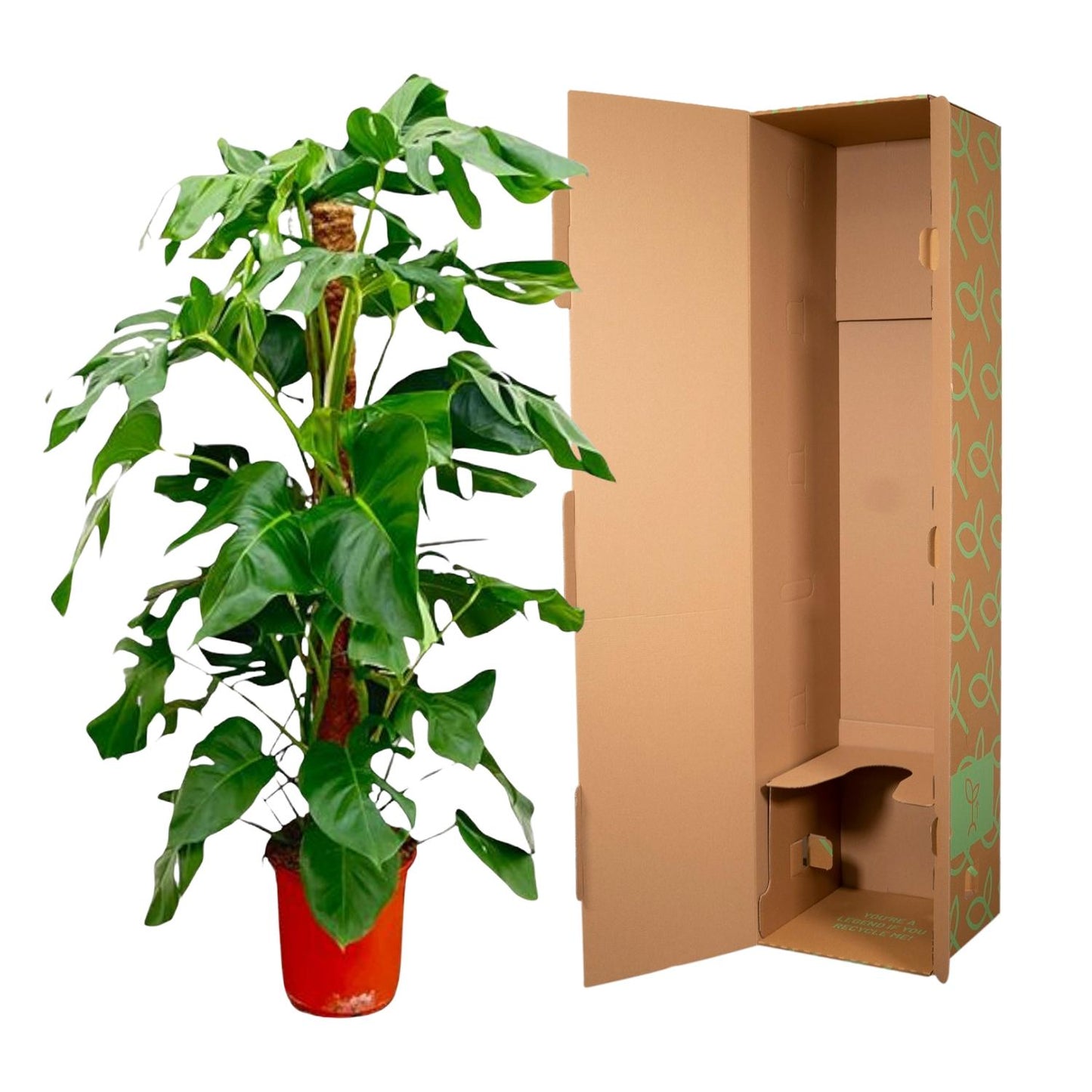 Monstera Fensterblatt 120 cm – Tropische Zimmerpflanze