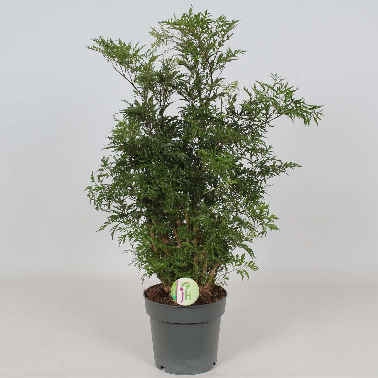 Polyscias Hawaiian - Ø19cm - ↕60cm