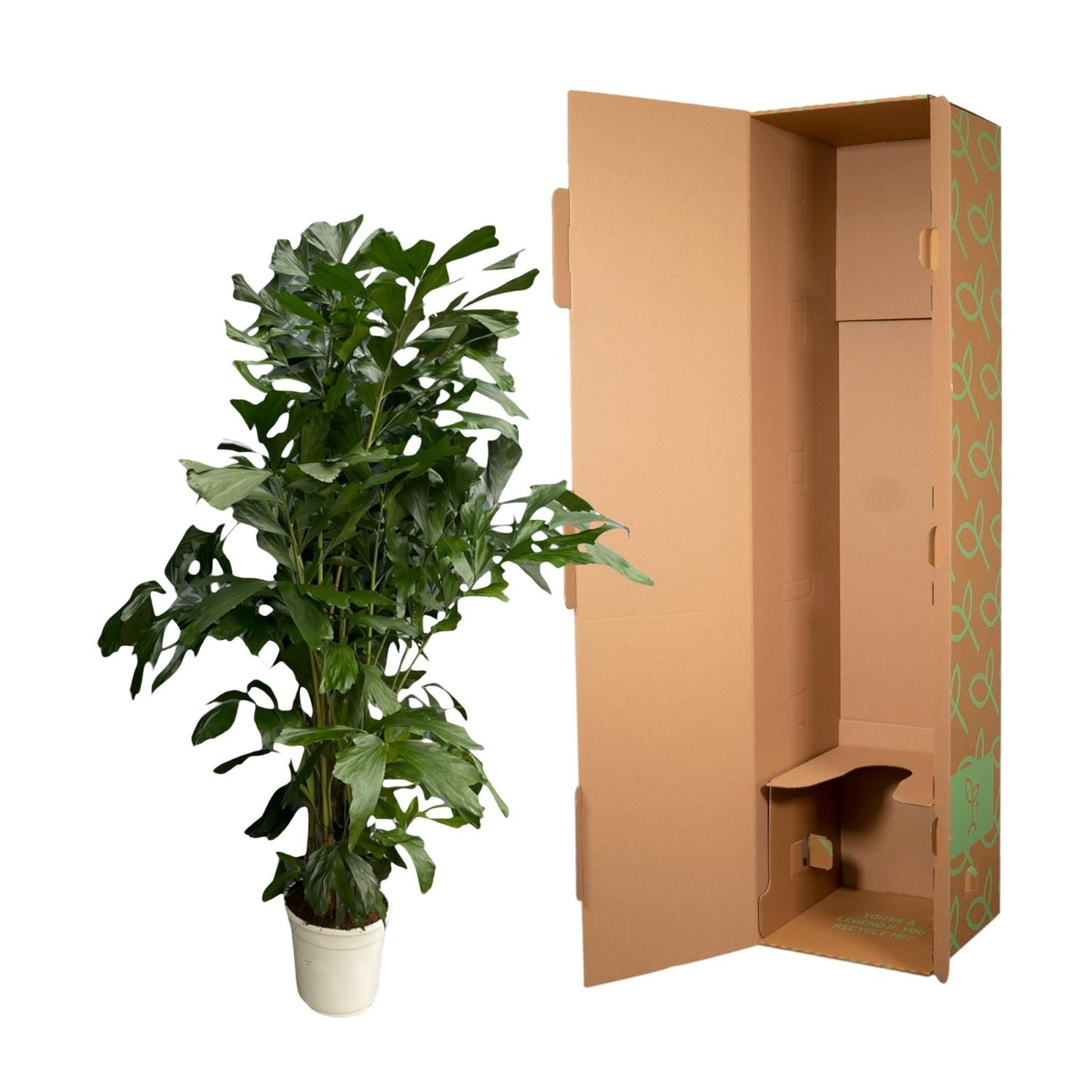 Fischschwanzpalme 180 cm – Exotische Zimmerpflanze