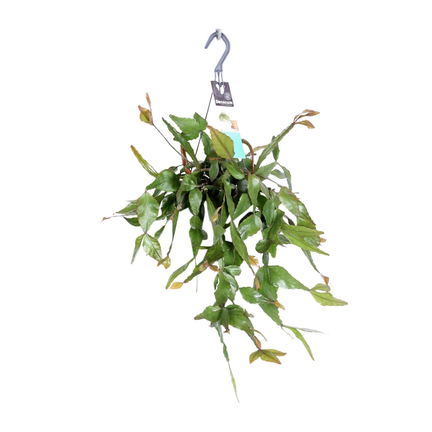 Rhipsalis Elliptica - Ø17cm - ↕35cm