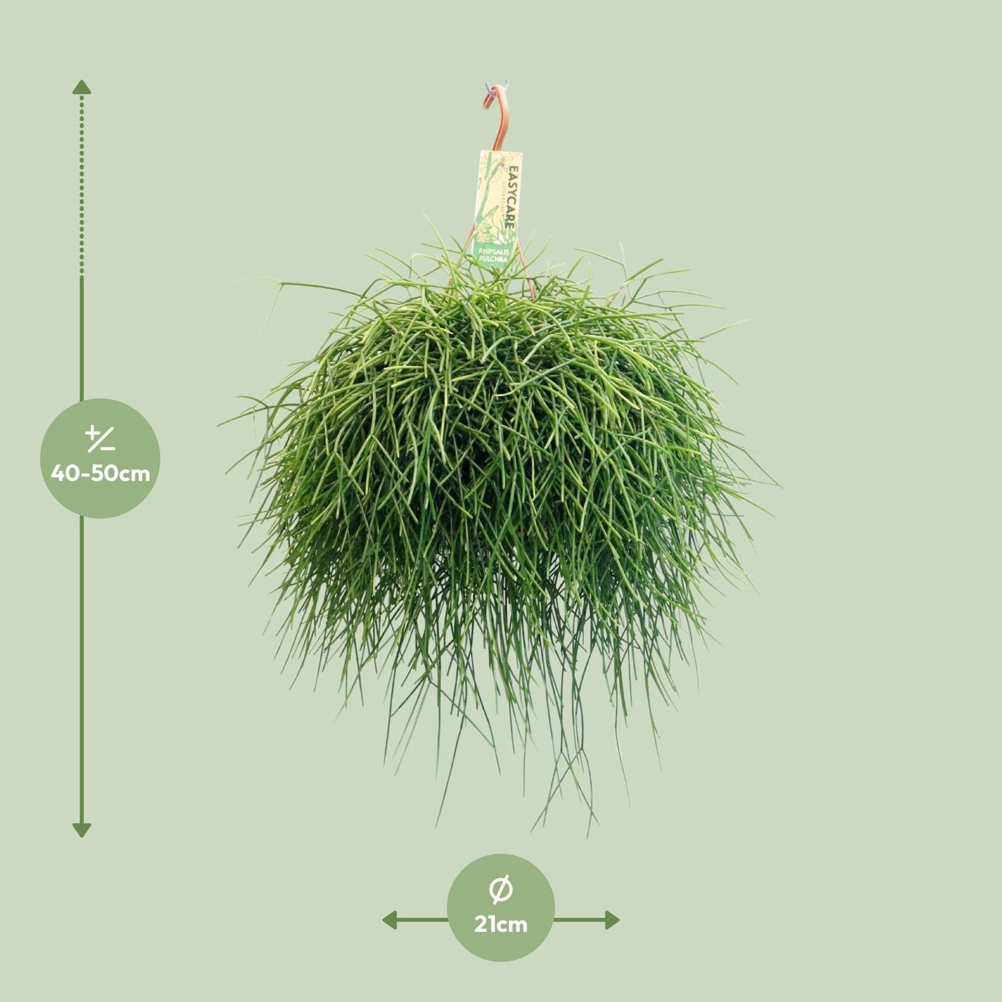 Rhipsalis Pulchra - Ø21 ↕45