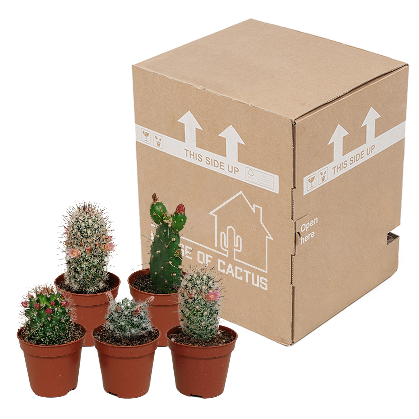Blühender Kakteen Mix – 5er Set im 5,5 cm Topf