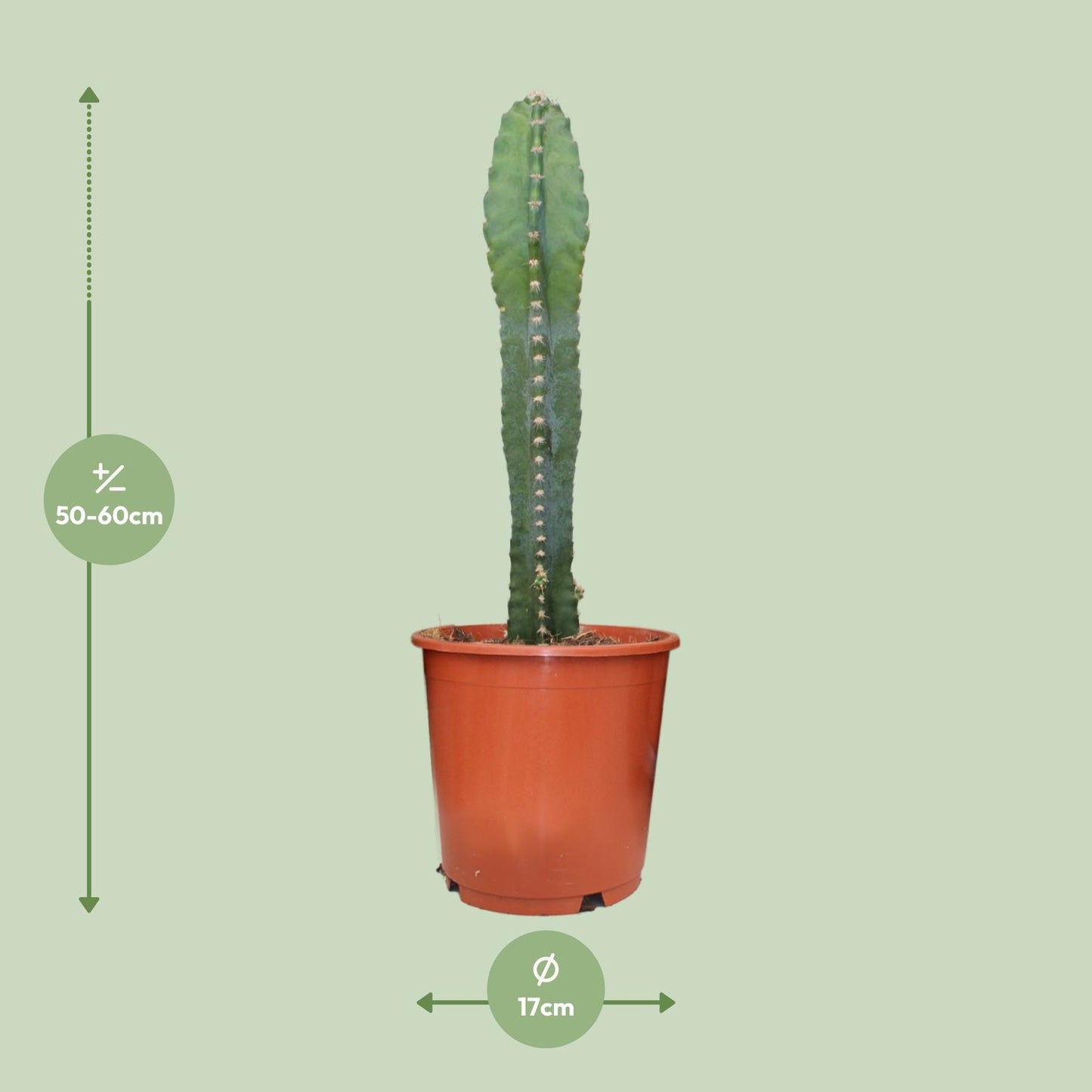 Cereus Peruvianus - Ø17cm - ↕55cm