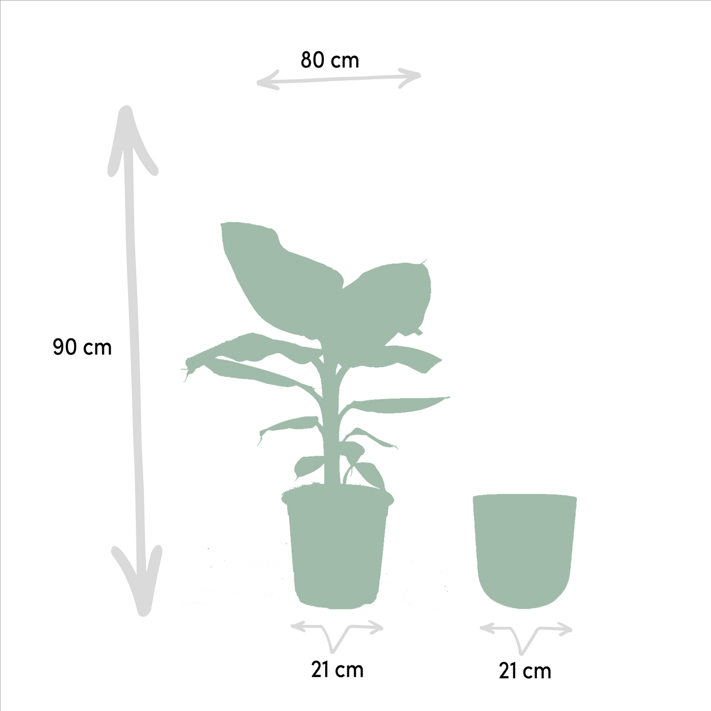 Musa Dwarf Cavendish - Ø21cm - ↕90cm + Topf Mayk Gold
