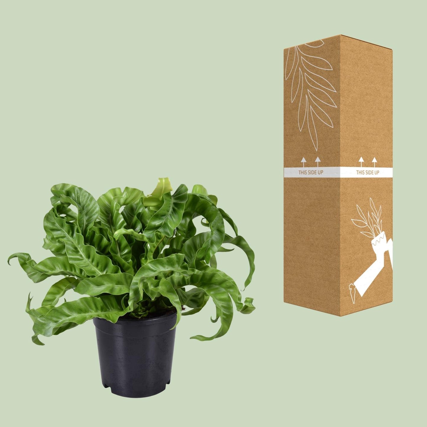 Asplenium Antiquum - Ø17cm - ↕40cm