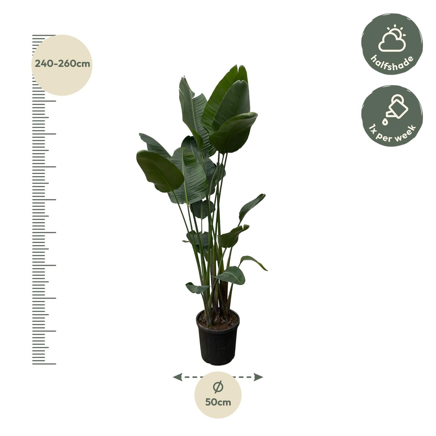 Paradiesvogelblume XXL – Strelitzia Nicolai 250 cm
