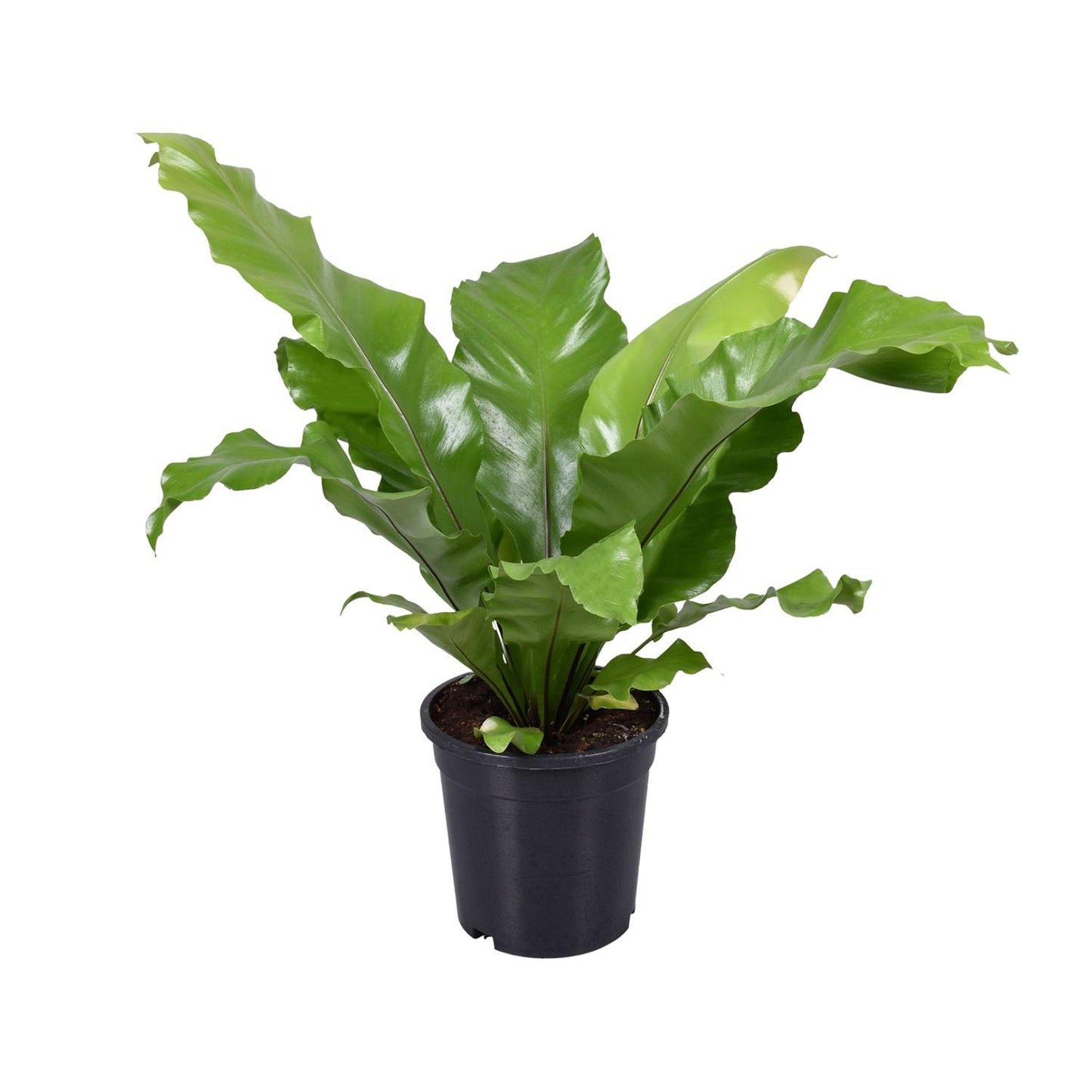 Asplenium Nidus - Ø17cm - ↕45cm