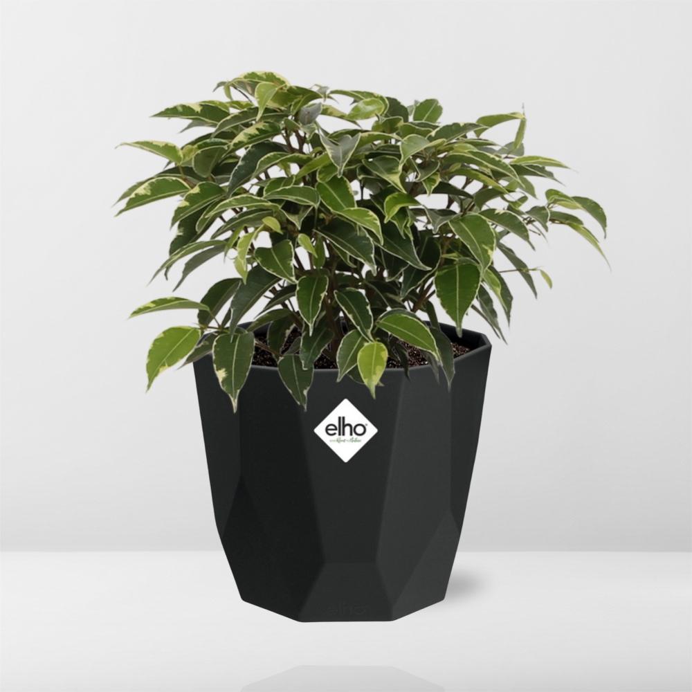 Ficus Benjamina Kinky in 14cm b.for rock living black