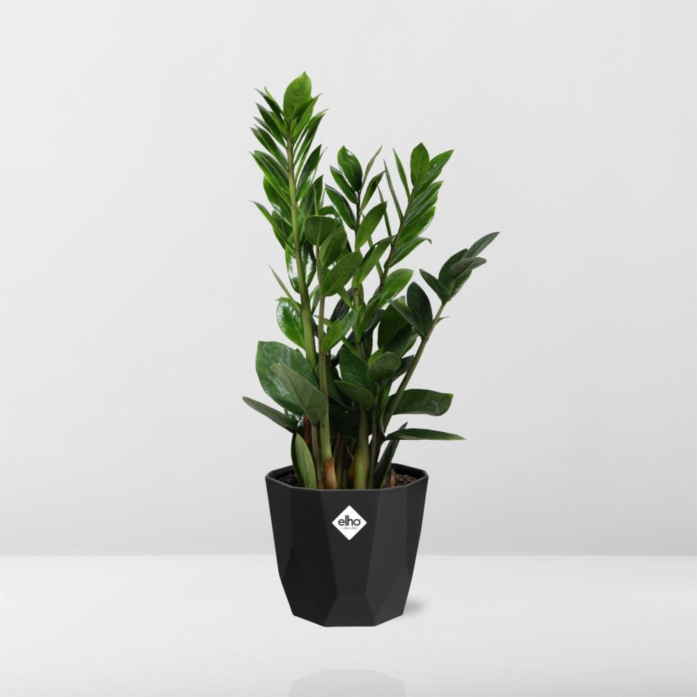 Zamioculcas – Hoogte 45-50 in 14cm b.for rock living black