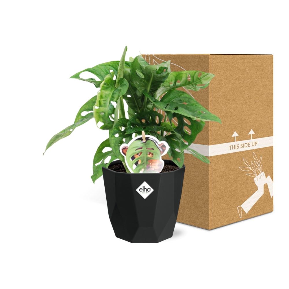 Monstera ‘Monkey Leaf’ in 14cm b.for rock living black